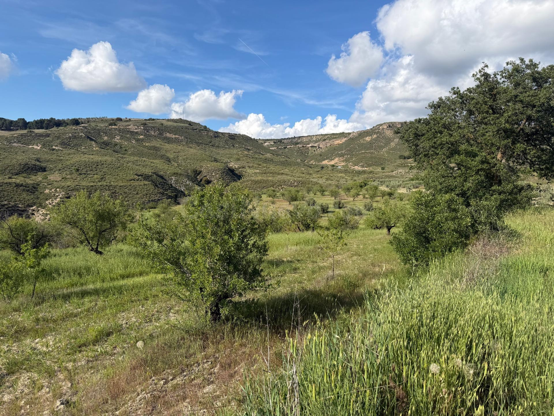 Arenas del Rey. Finca de almendros de secano de 3 hectáreas. - foto 5