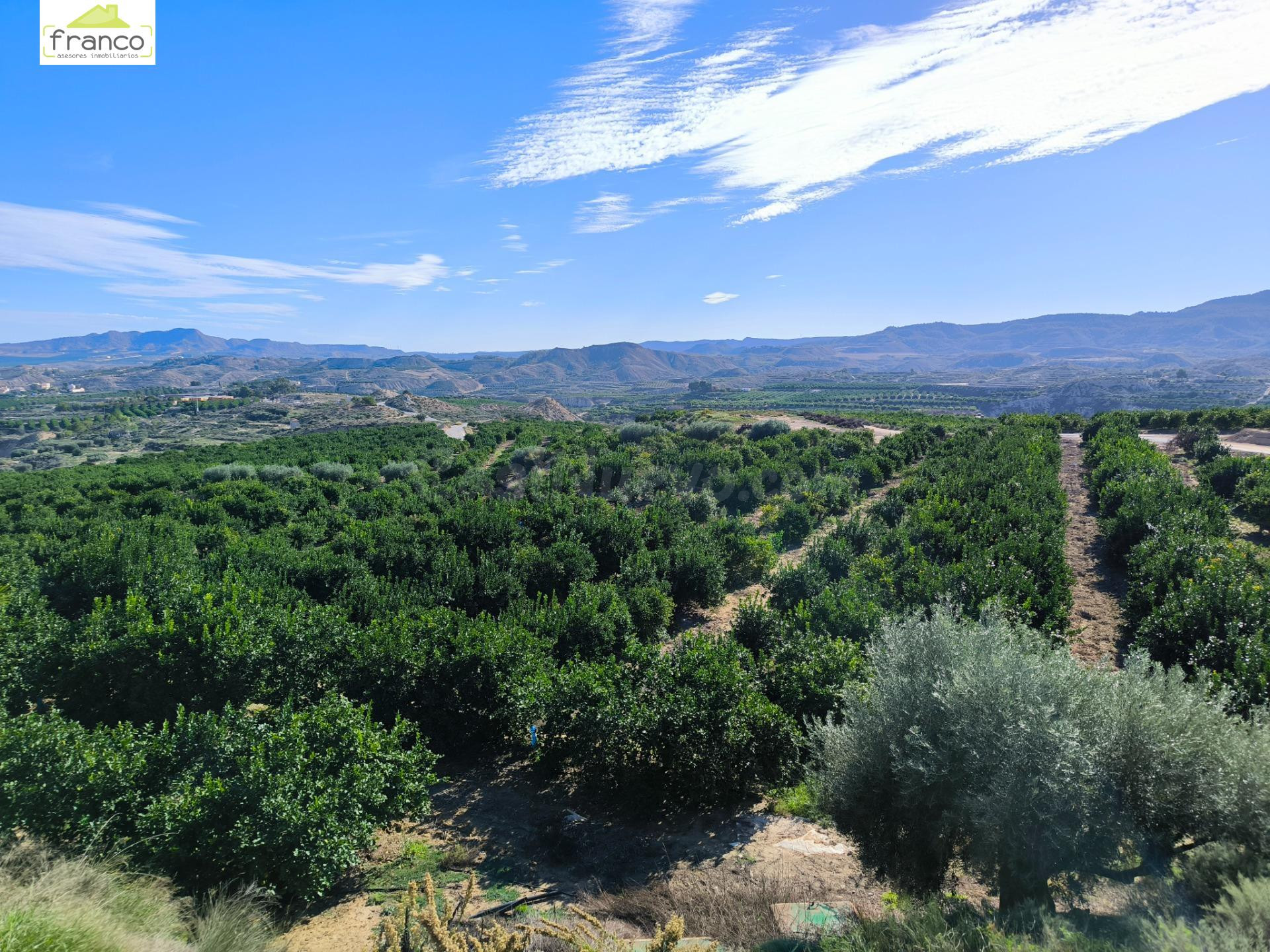 PARCELA CON PLANTACION DE LIMONEROS EN PLENA PRODUCCION