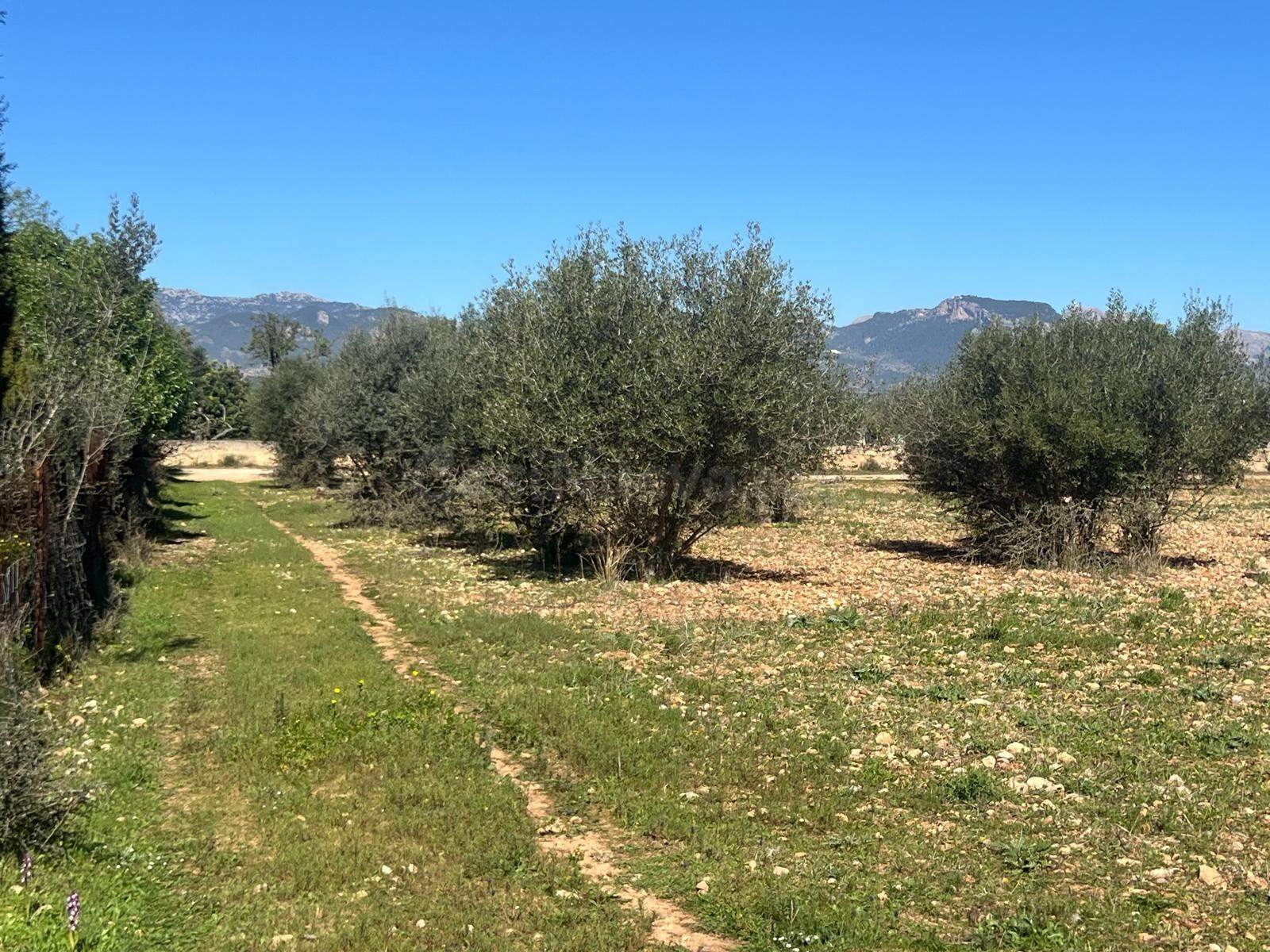 CONSELL - Terreno con casita de aperos - foto 3