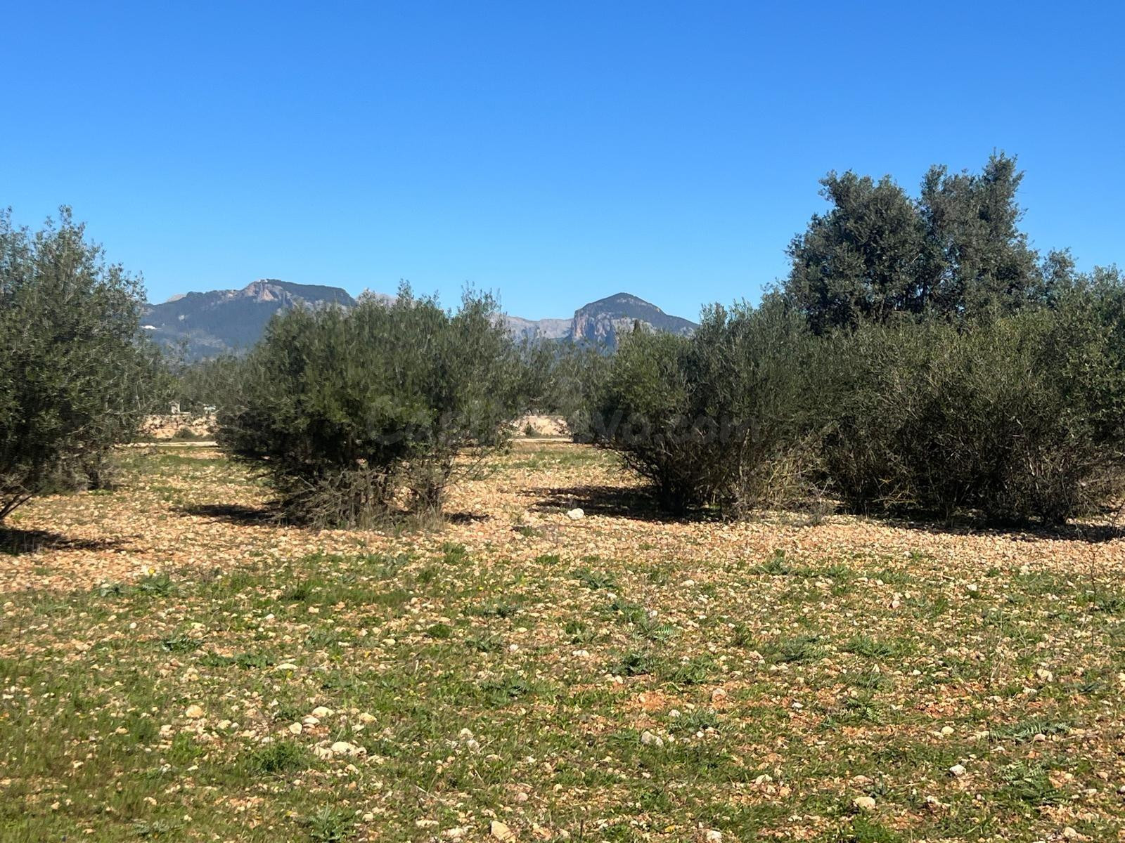 CONSELL - Terreno con casita de aperos - foto 4