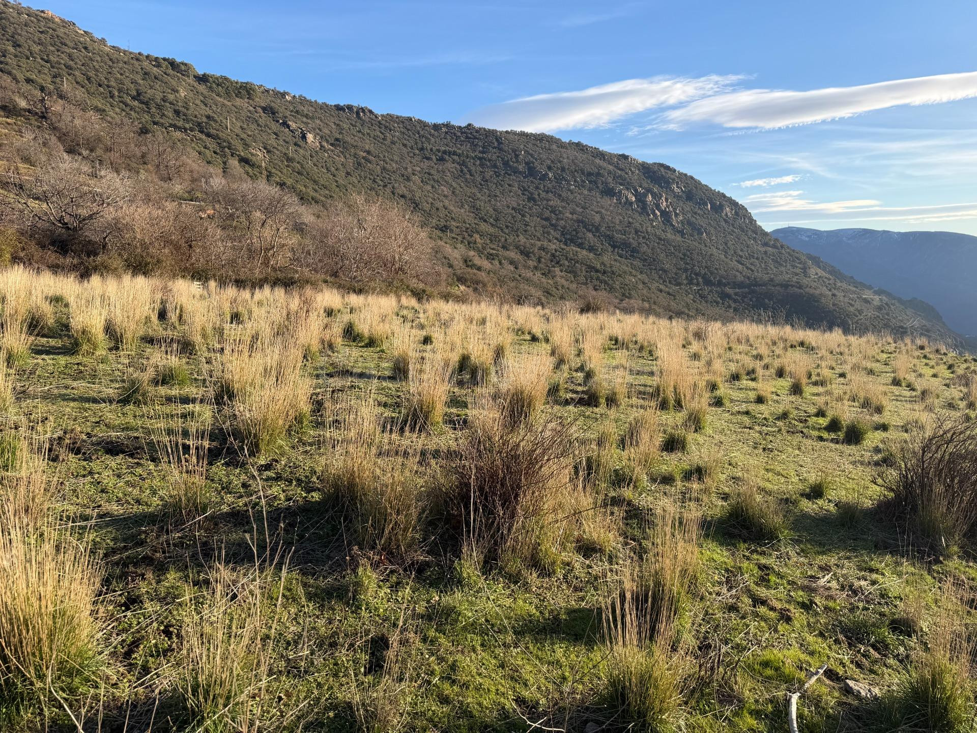 Bubión. Finca rústica en la vega a solo 100 metros del munic - foto 3