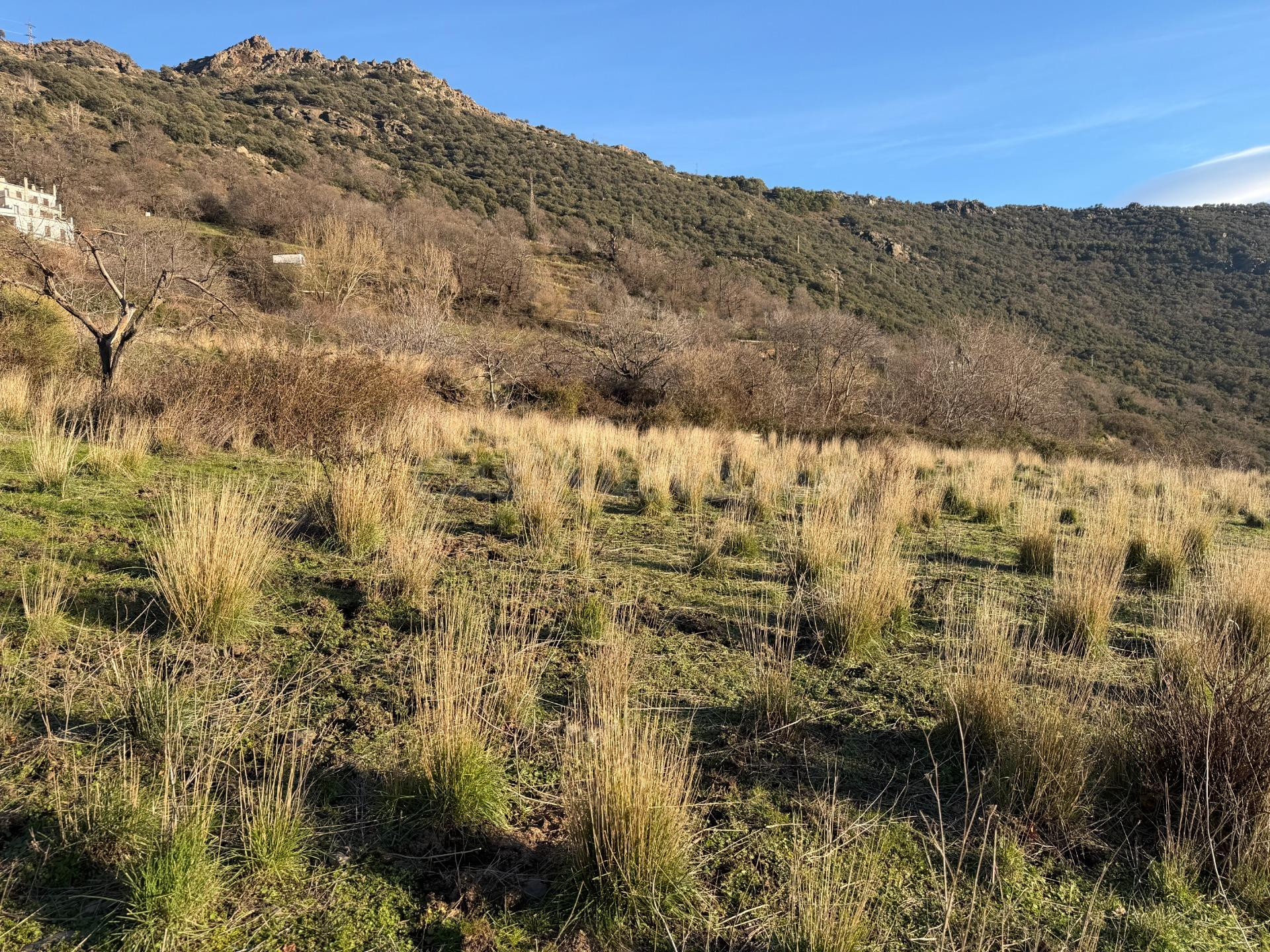 Bubión. Finca rústica en la vega a solo 100 metros del munic - foto 4