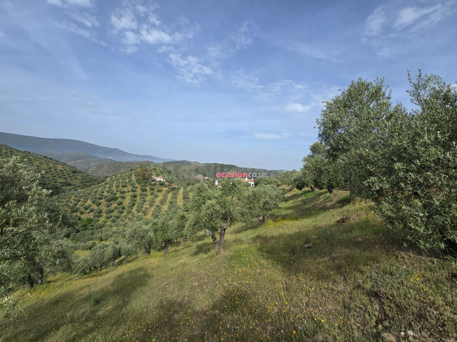 OLIVAR CON CORTIJO EN VENTA - foto 3