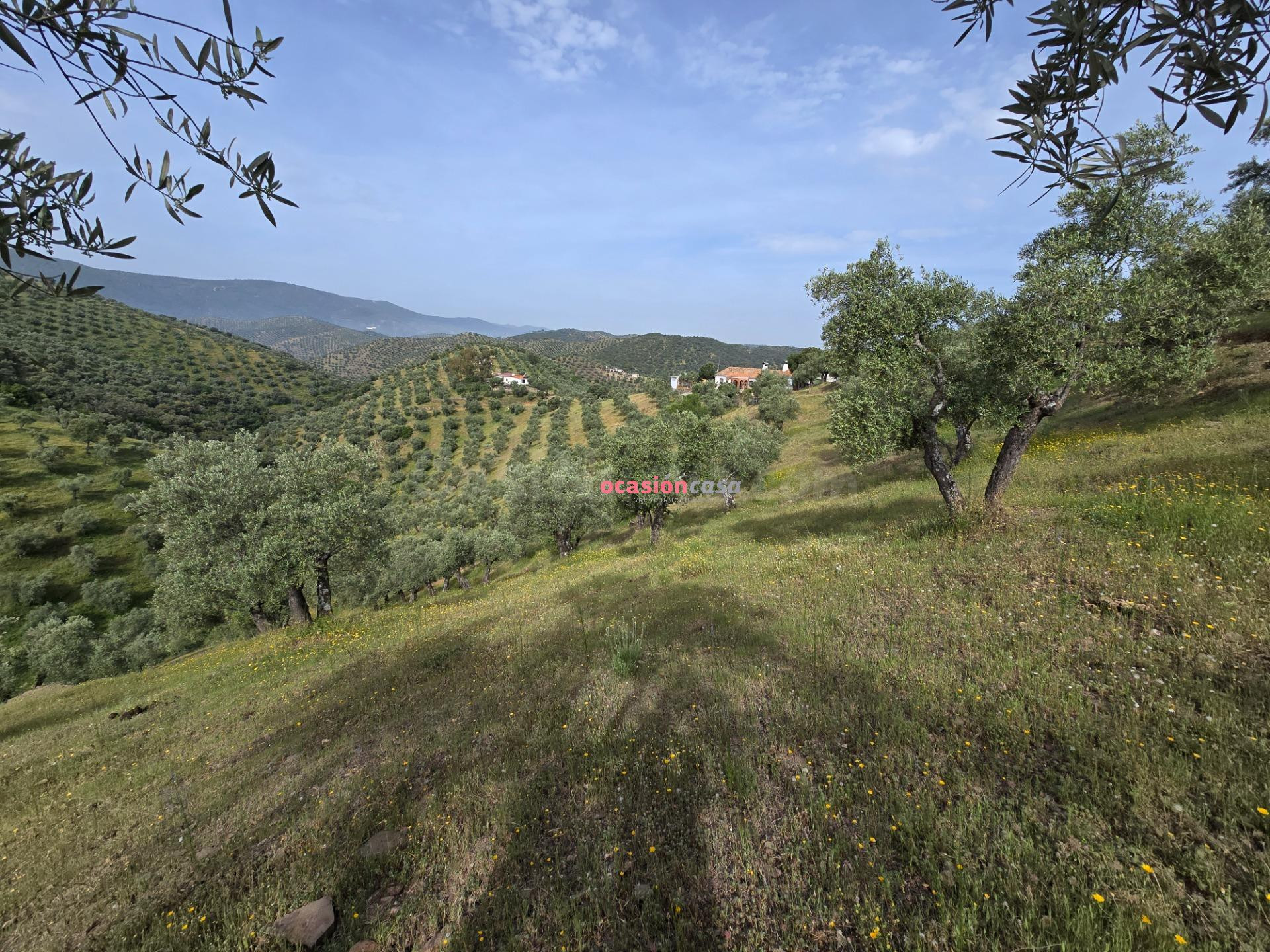 OLIVAR CON CORTIJO EN VENTA - foto 4