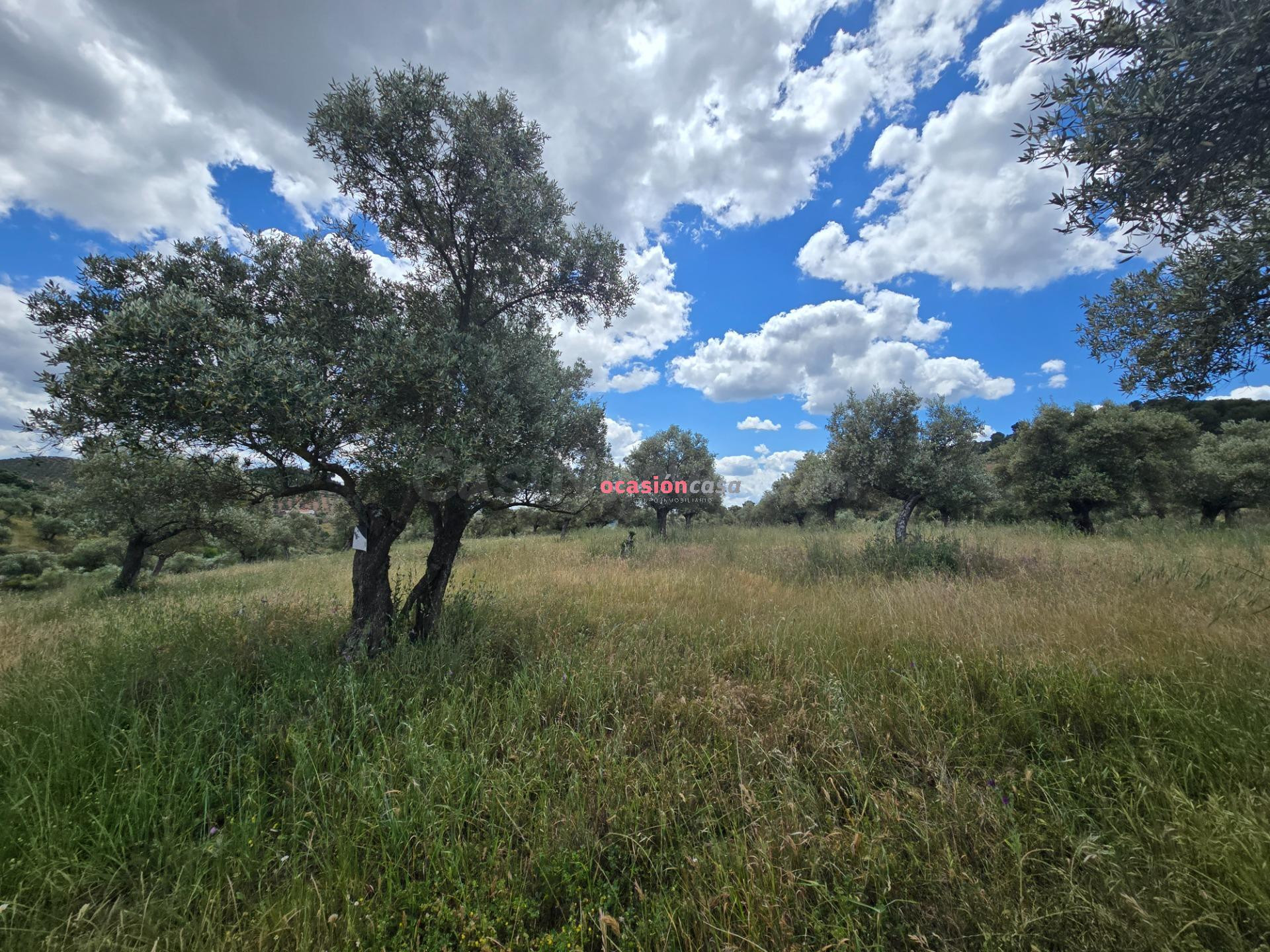 OLIVAR EN VENTA EN POZOBLANCO