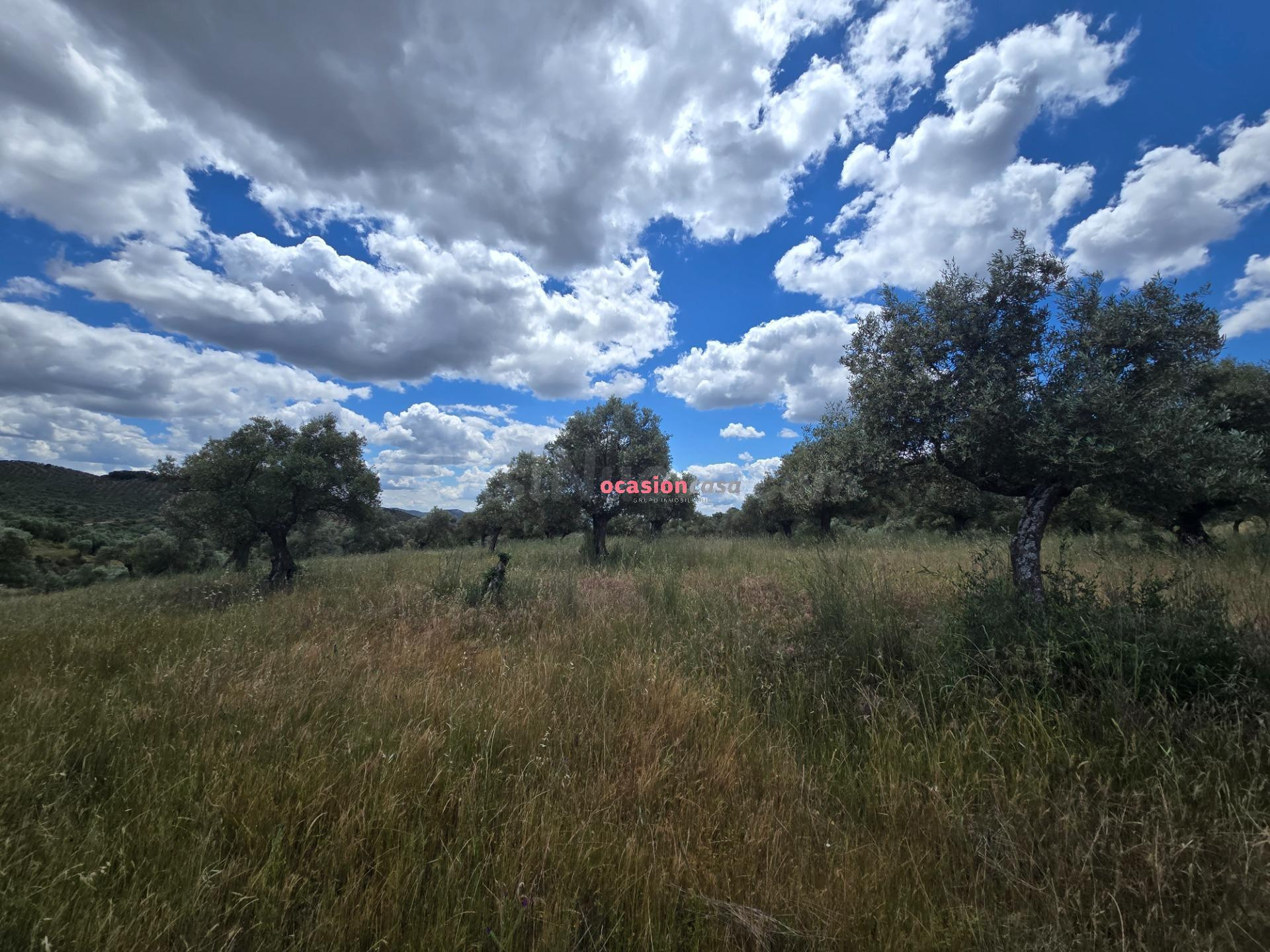 OLIVAR EN VENTA EN POZOBLANCO - foto 2