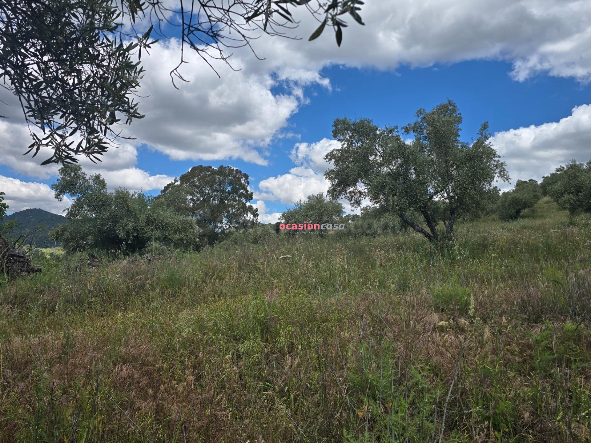 OLIVAR EN VENTA EN POZOBLANCO - foto 3