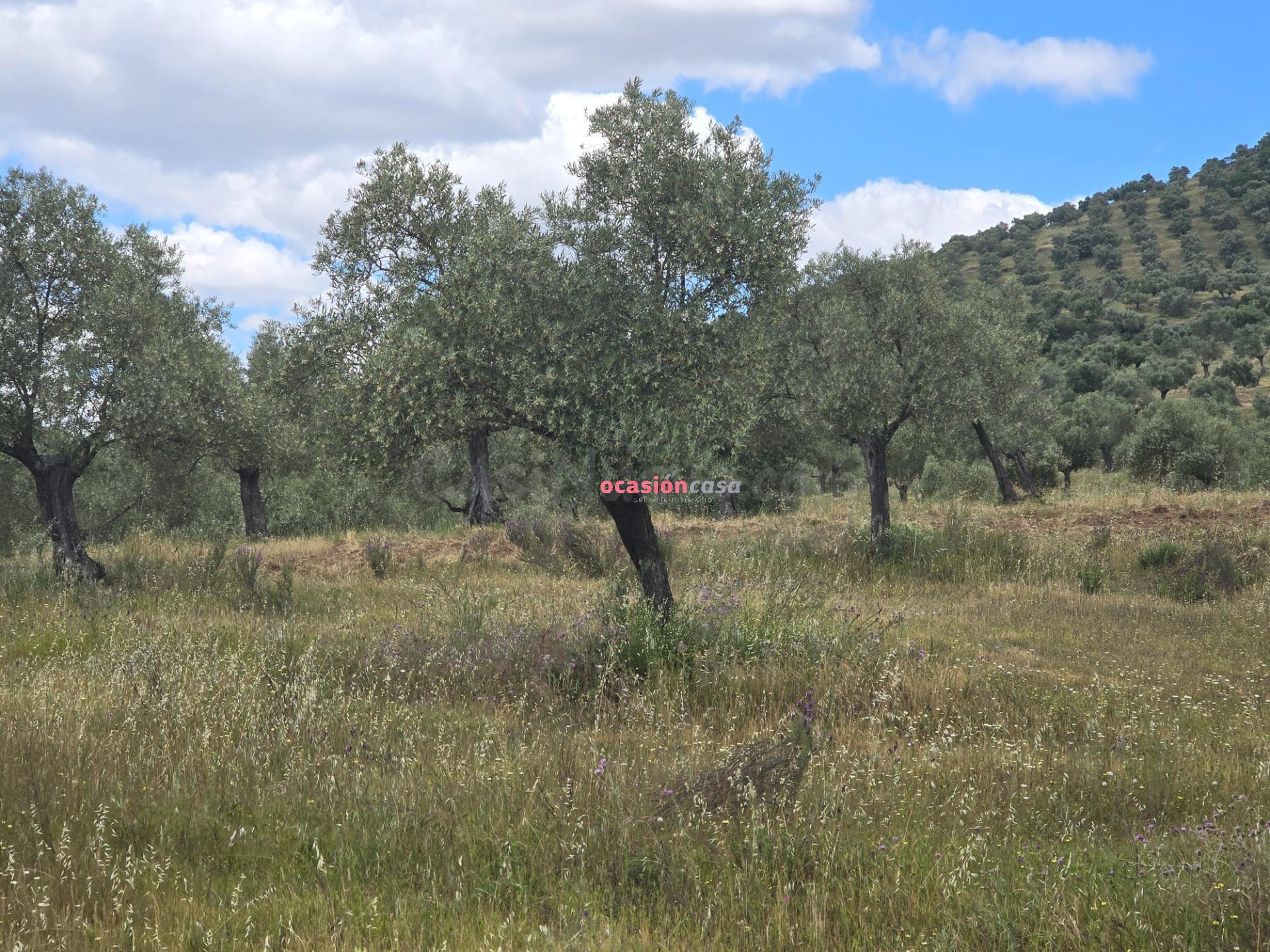 OLIVAR EN VENTA EN POZOBLANCO - foto 4