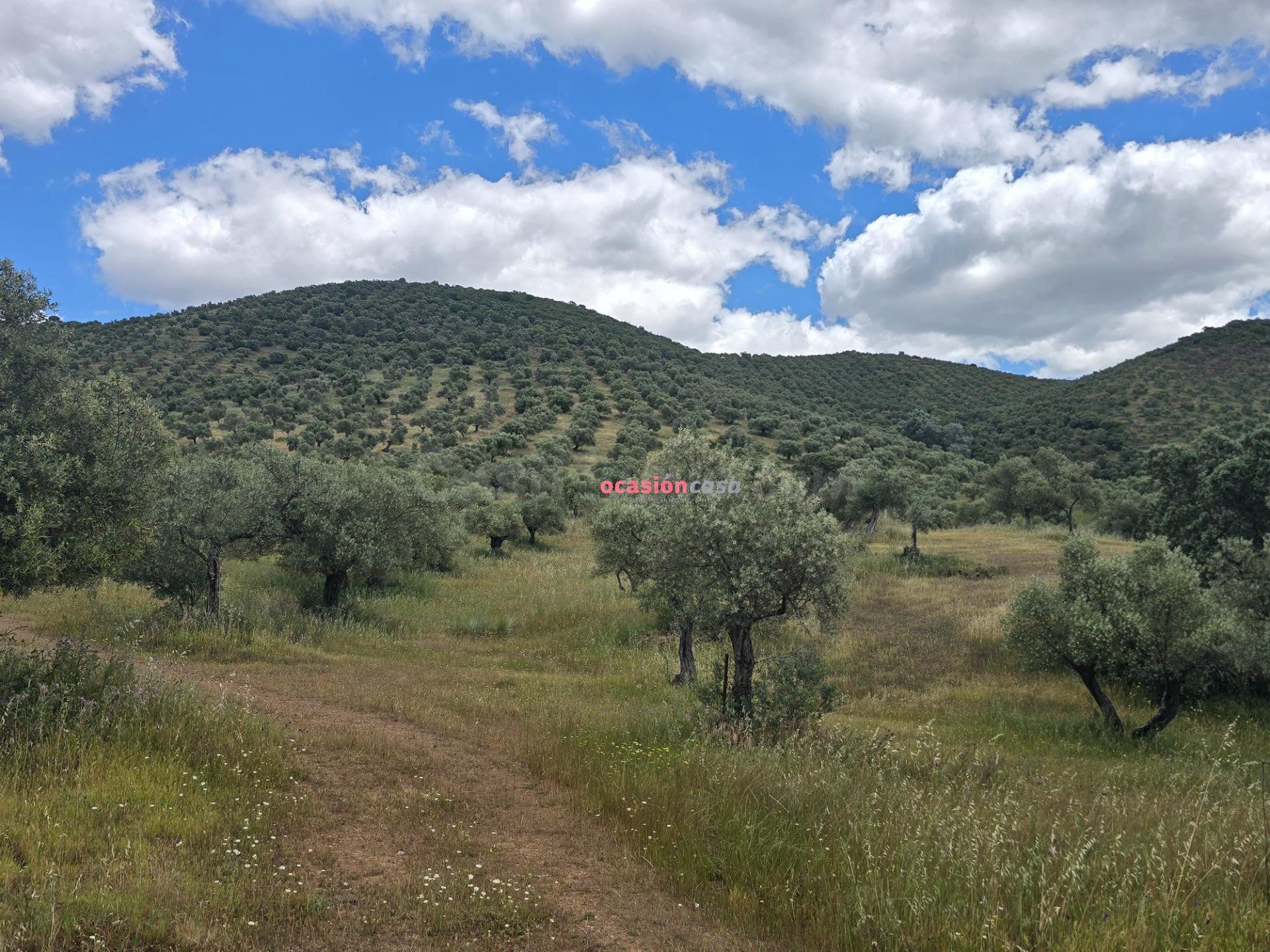 OLIVAR EN VENTA EN POZOBLANCO - foto 5