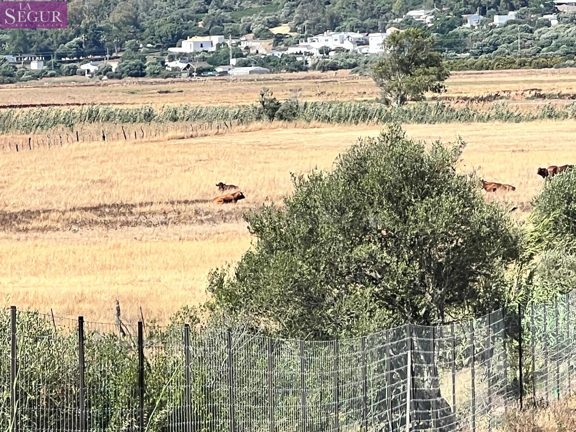 Parcela rústica ideal para Caballos, ganado.
