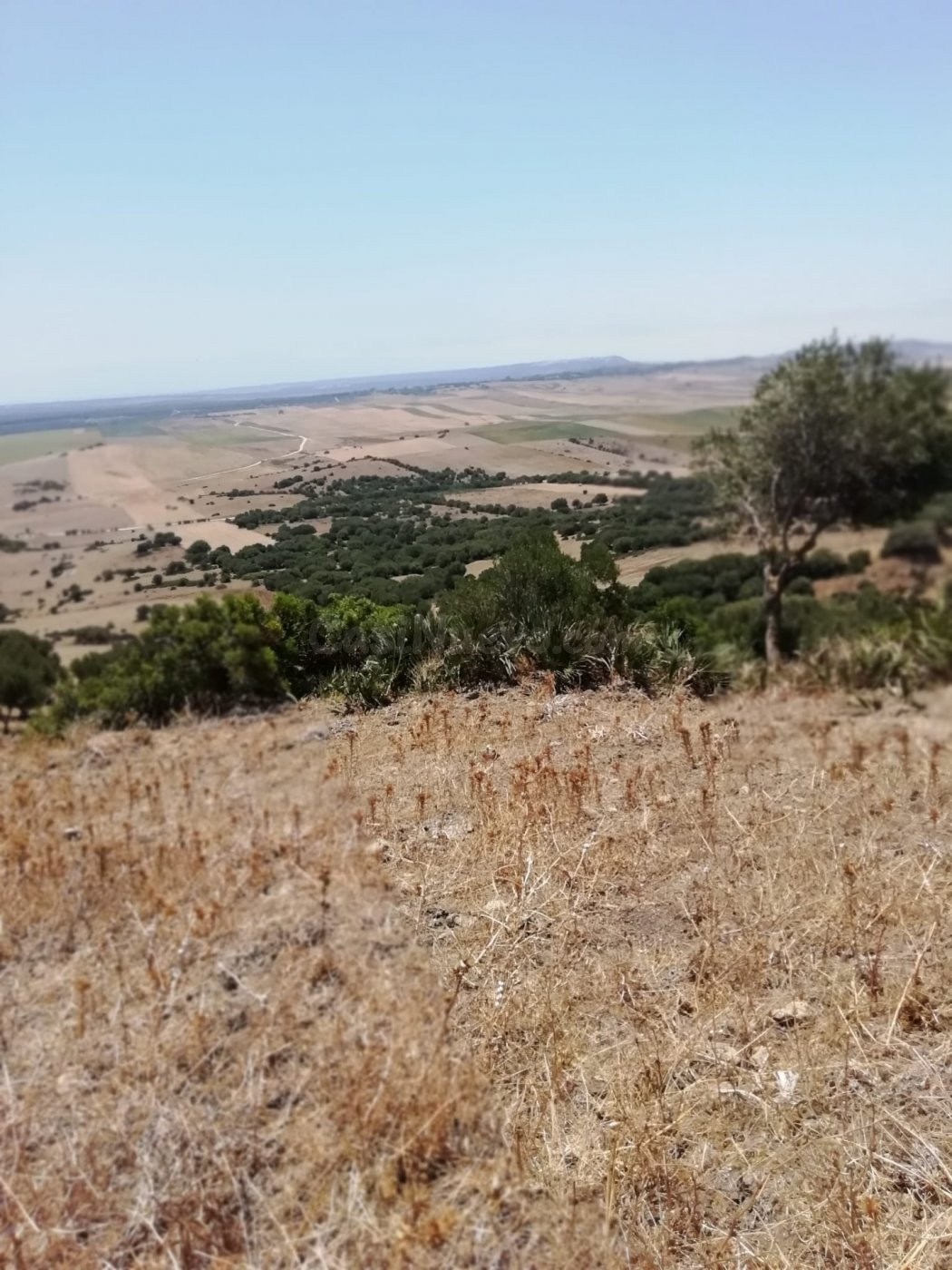 Finca Rústica 8 Has. en Vejer. - foto 3