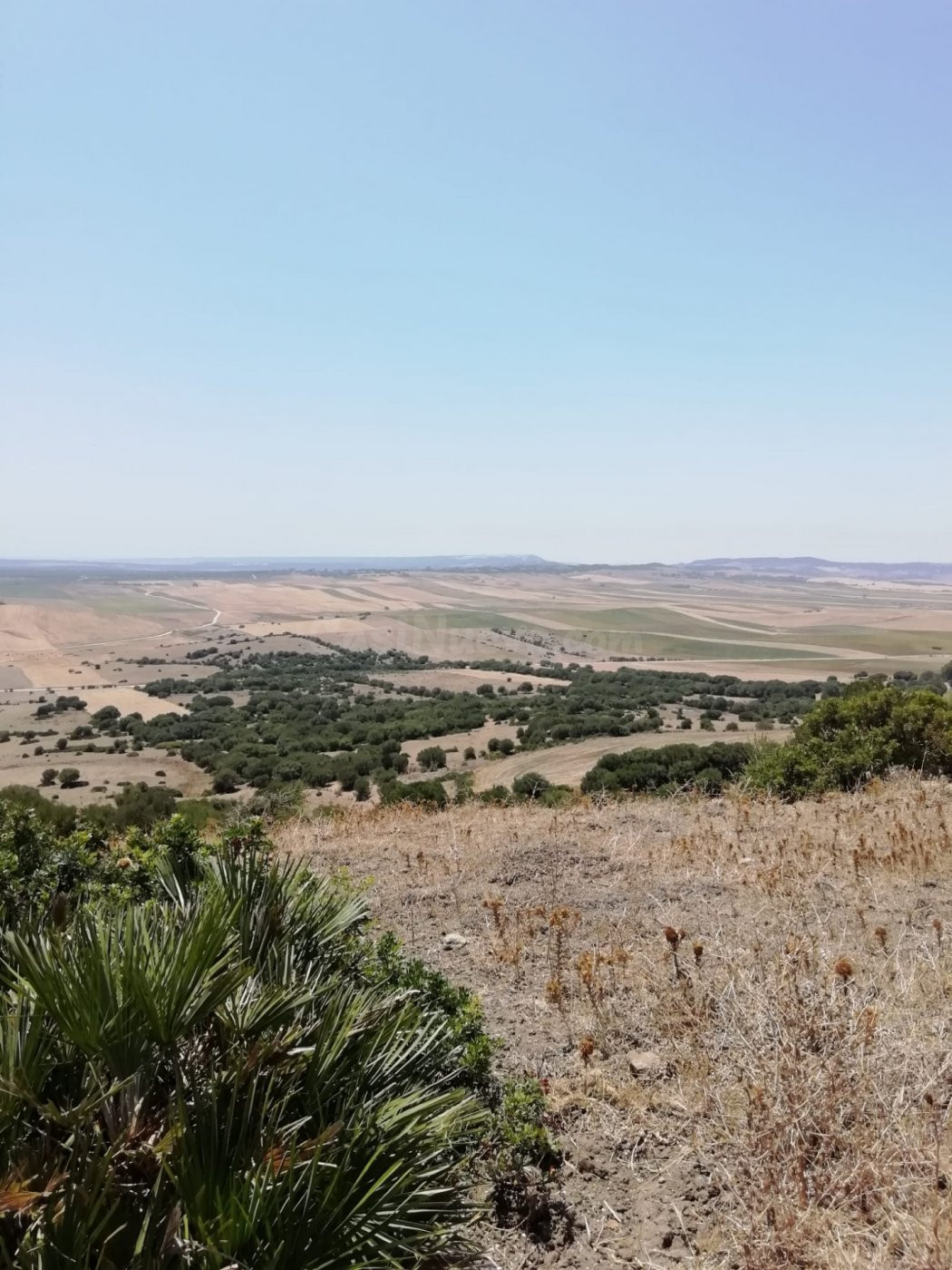Finca Rústica 8 Has. en Vejer. - foto 5