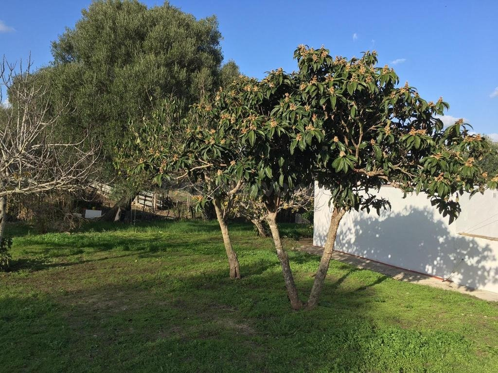 BONITA CASA DE CAMPO (PARCELA RÚSTICA) CERCANA A VEJER DE LA - foto 3
