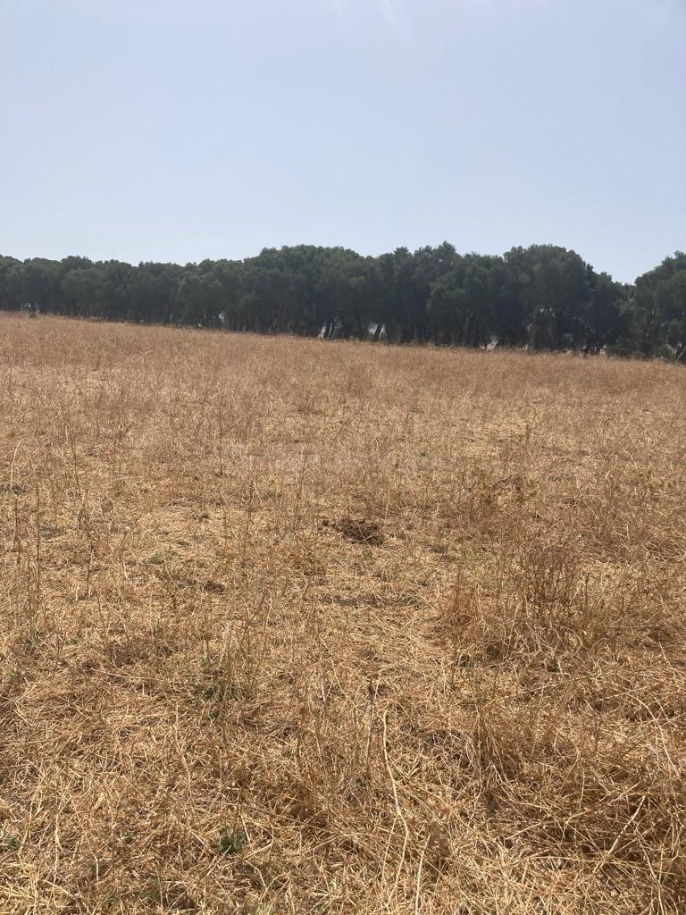 TERRENO RUSTICO EN BARBATE - foto 2