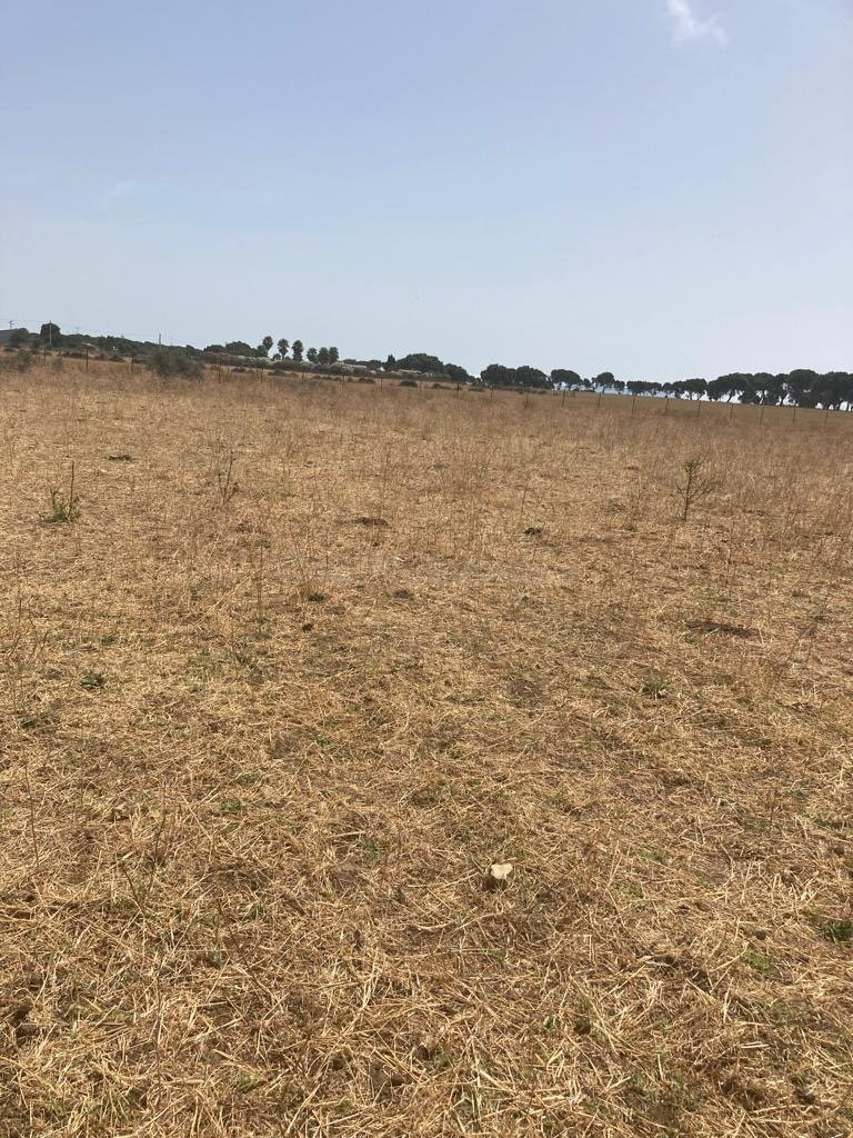 TERRENO RUSTICO EN BARBATE - foto 3