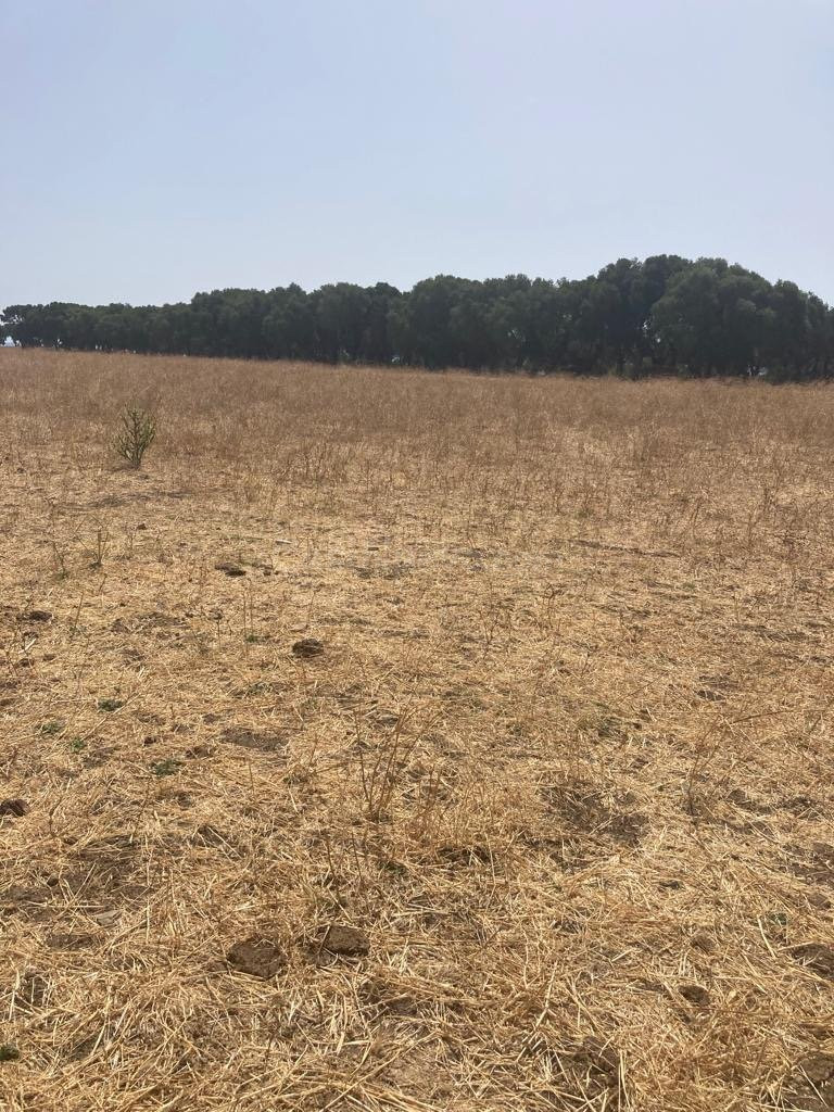 TERRENO RUSTICO EN BARBATE - foto 5