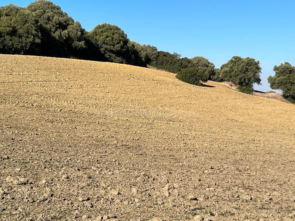 ESTUPENDA PARCELA RUSTICA EN VEJER DE LA FRONTERA - foto 5