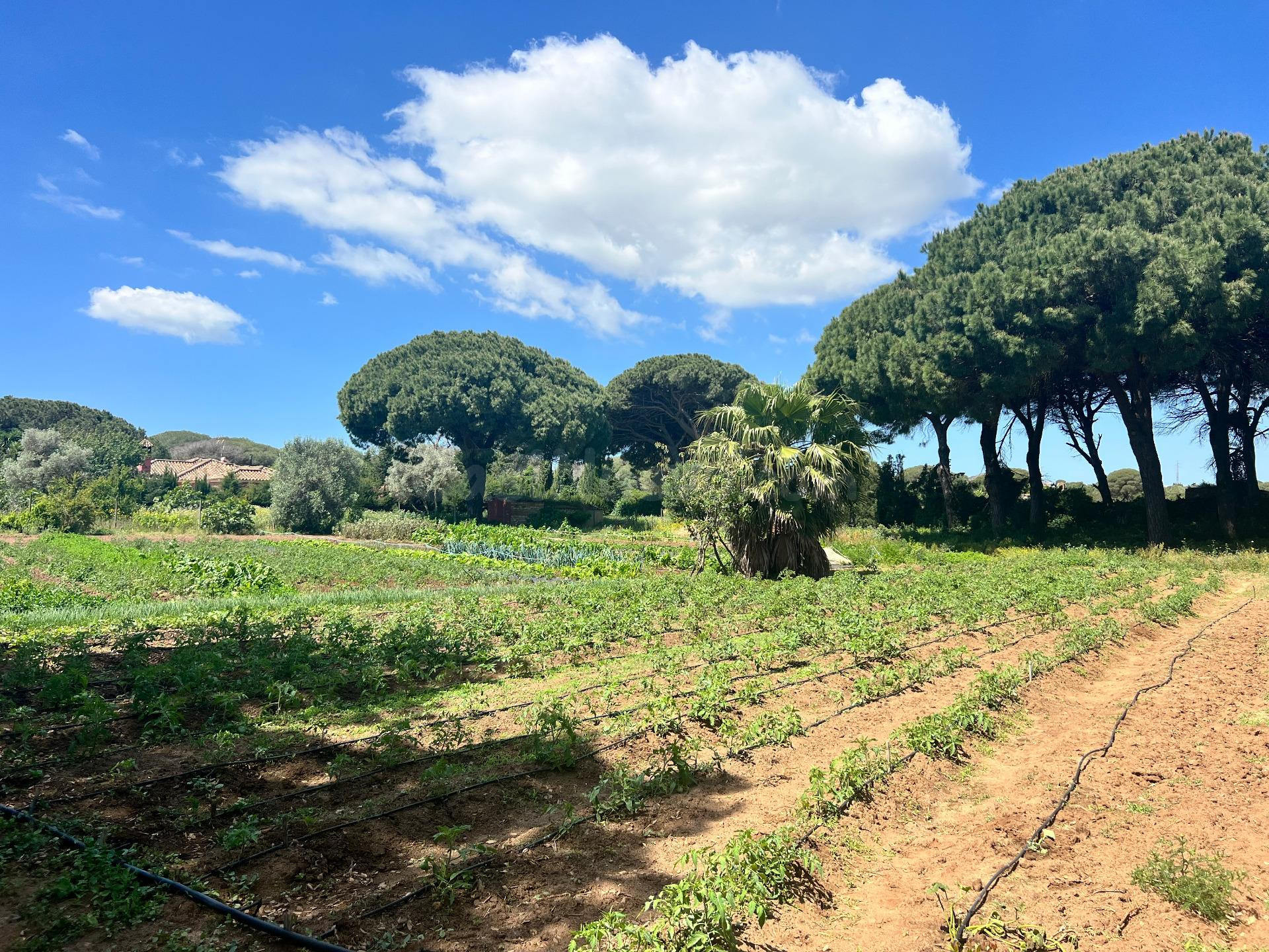 TERRENO CON DOS CASITAS Y ALMACEN EN LA MUELA