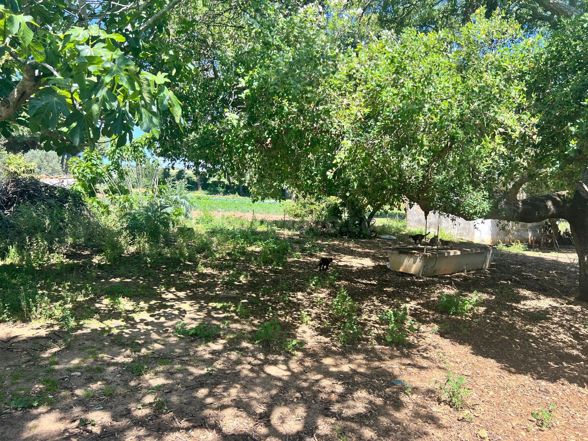 TERRENO CON DOS CASITAS Y ALMACEN EN LA MUELA - foto 3