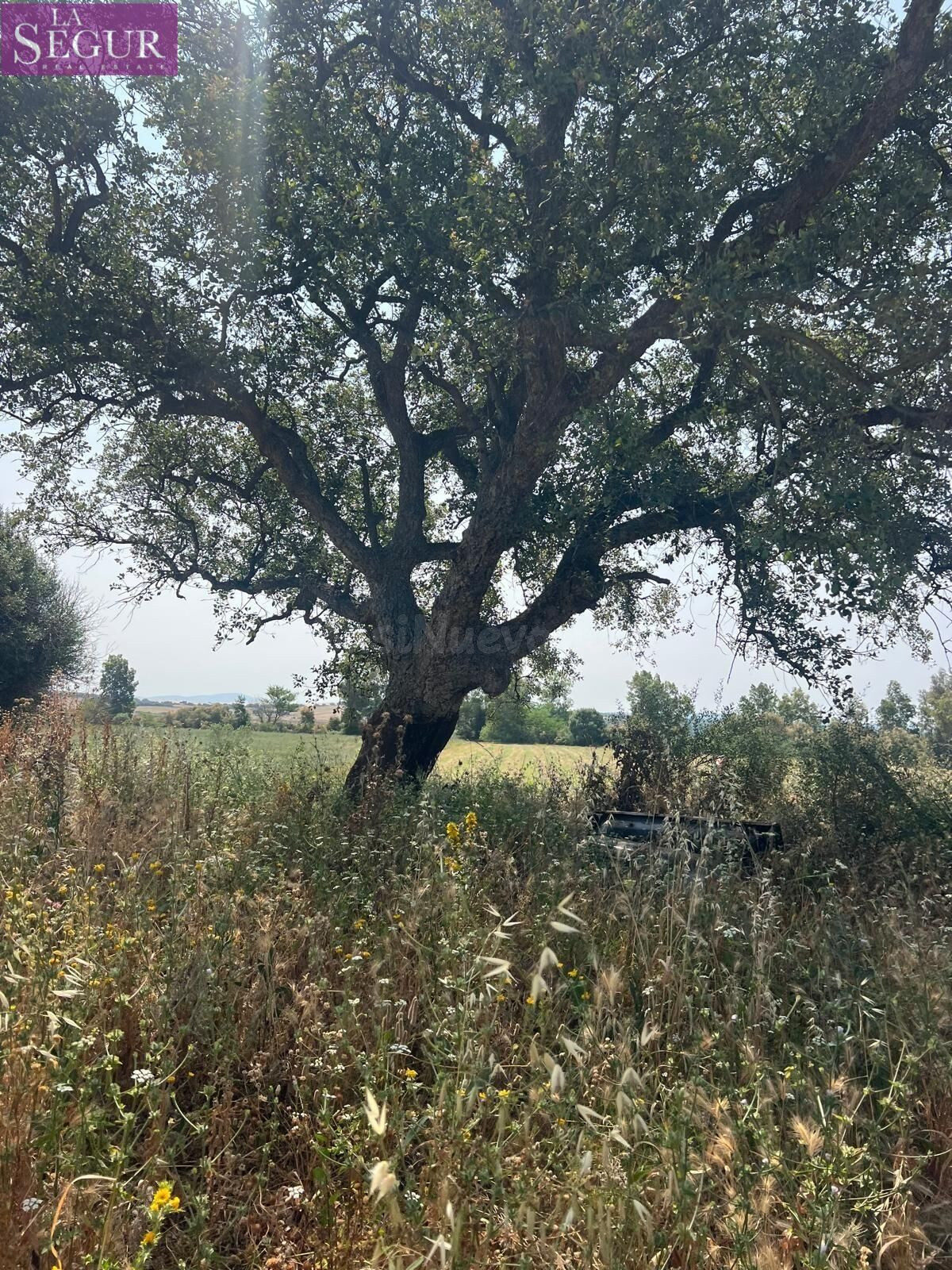 TERRENO CON CASITA PARA REFORMAR EN LA PARTE BAJA DE ABEJARU - foto 4