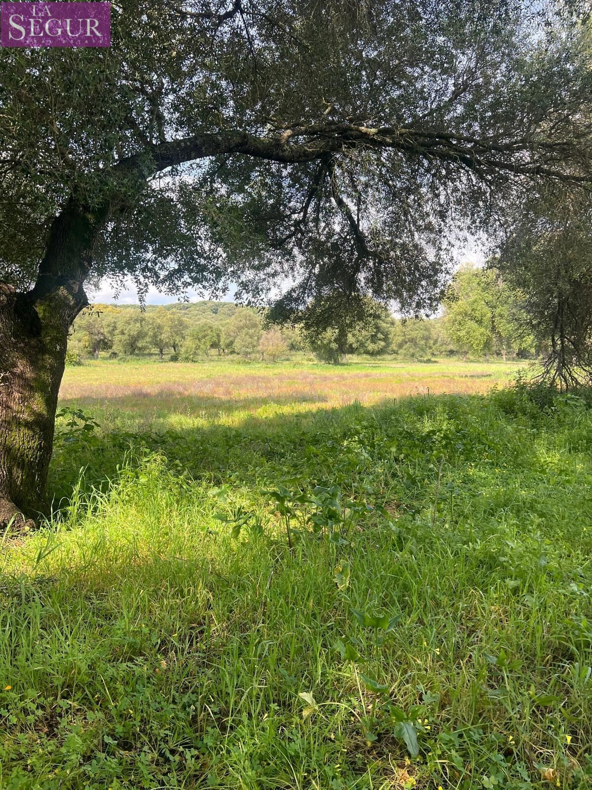 BONITA FINCA DE RECREO CERCANA A VEJER DE LA FRONTERA.