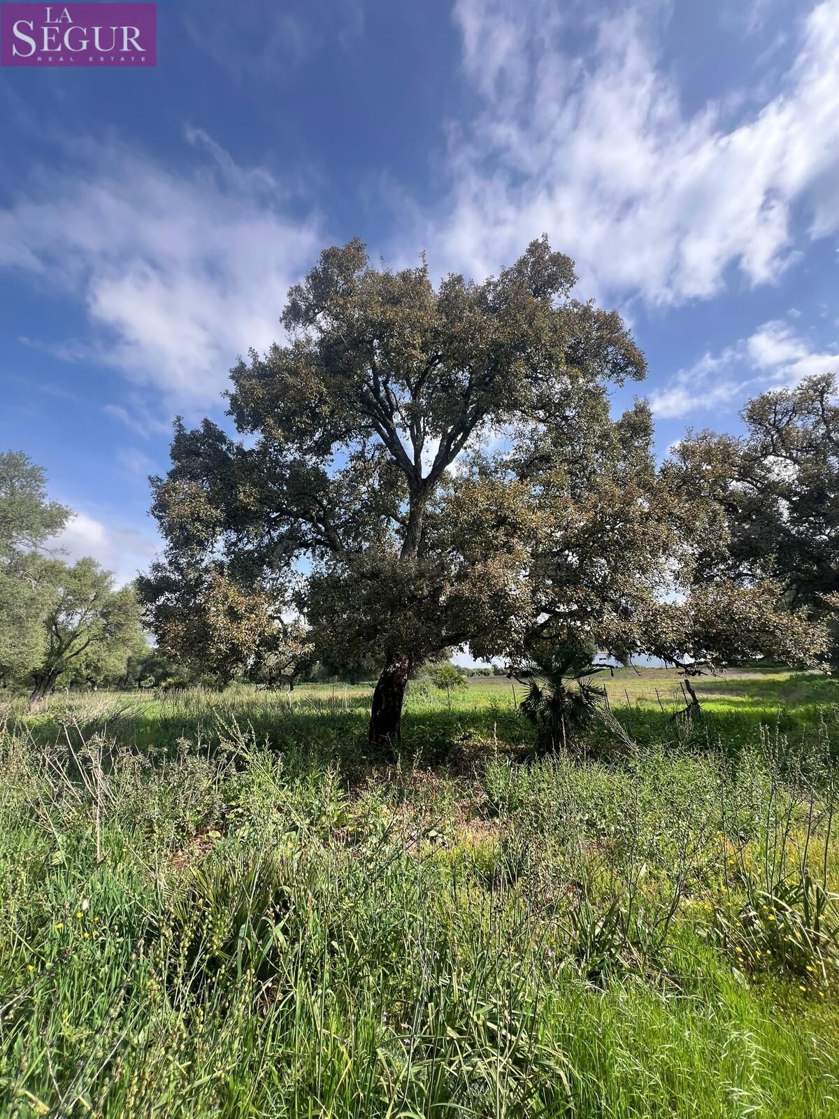 BONITA FINCA DE RECREO CERCANA A VEJER DE LA FRONTERA. - foto 3