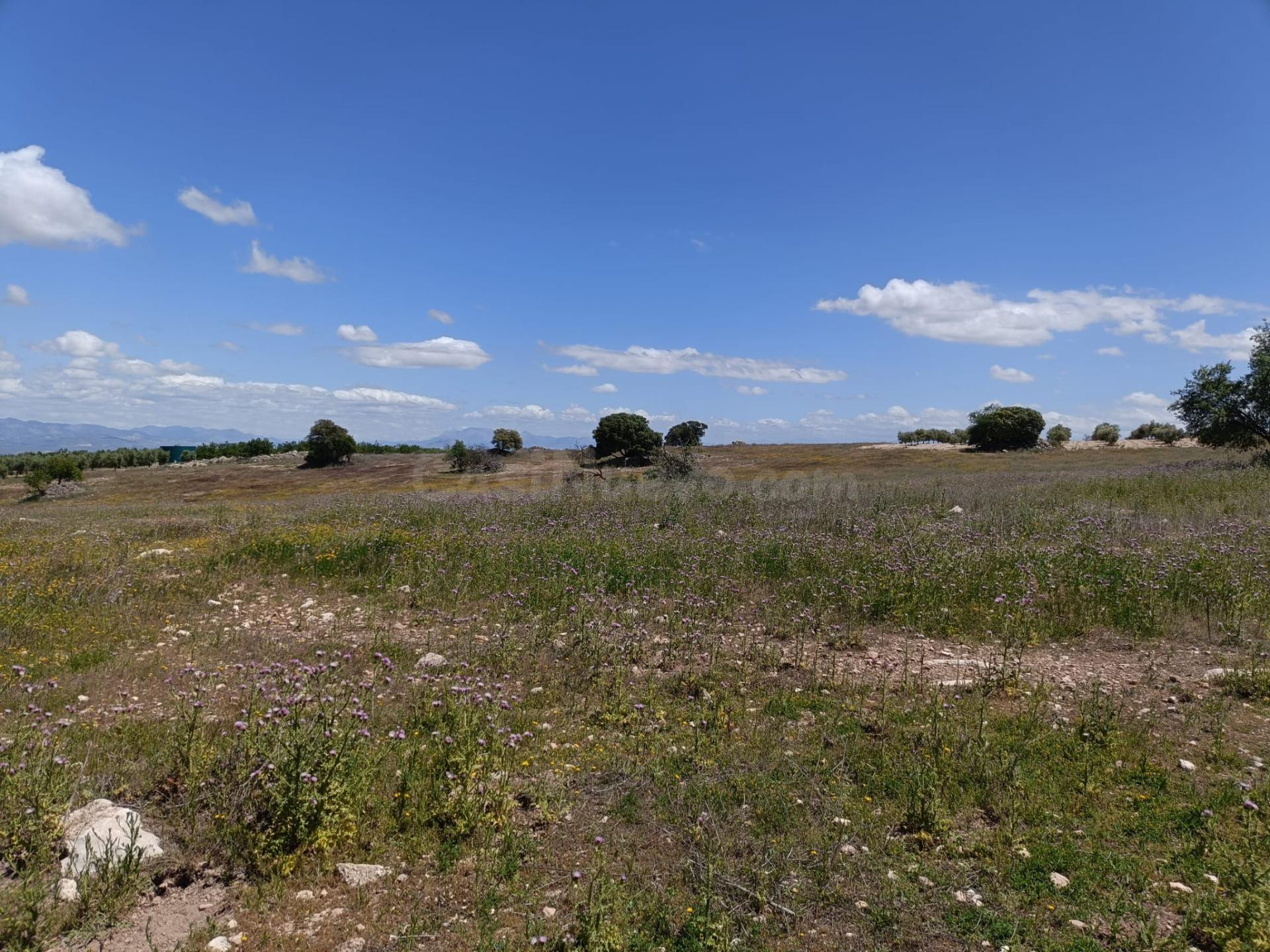 Exclusiva finca rústica en Salar – 18 fanegas de tierra calm - foto 2