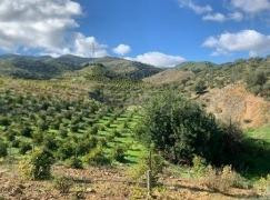 parcela suelo rustico Alora