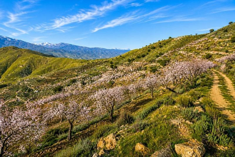 Magnífica finca rústica de 243 hectáreas en Órgiva, Granada - foto 4
