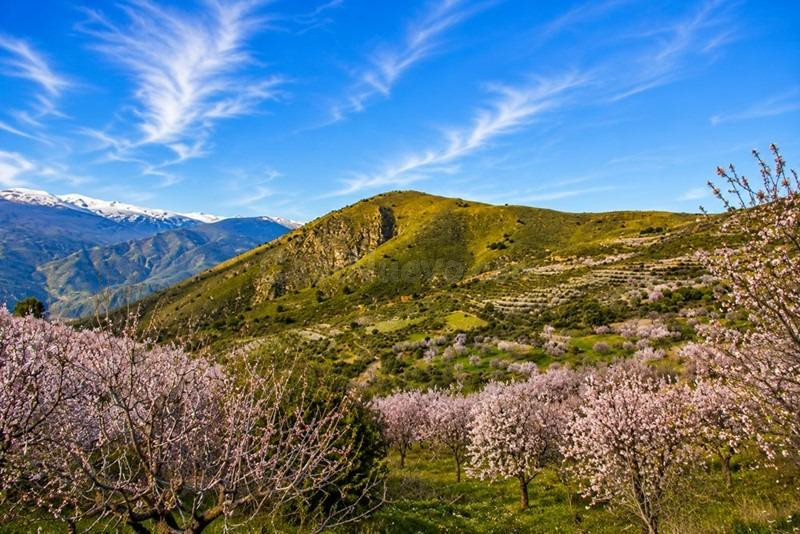 Magnífica finca rústica de 243 hectáreas en Órgiva, Granada - foto 5