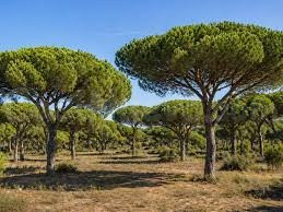 VENTA PARCELA URBANA EN MARUGAN - foto 2