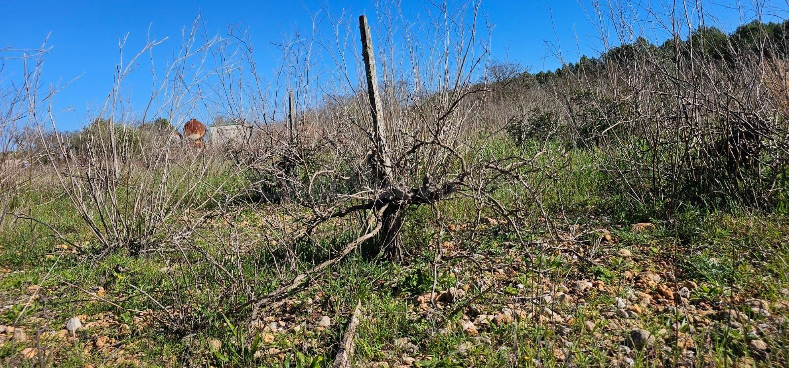PARCELA EN SANTA MARIA - foto 3
