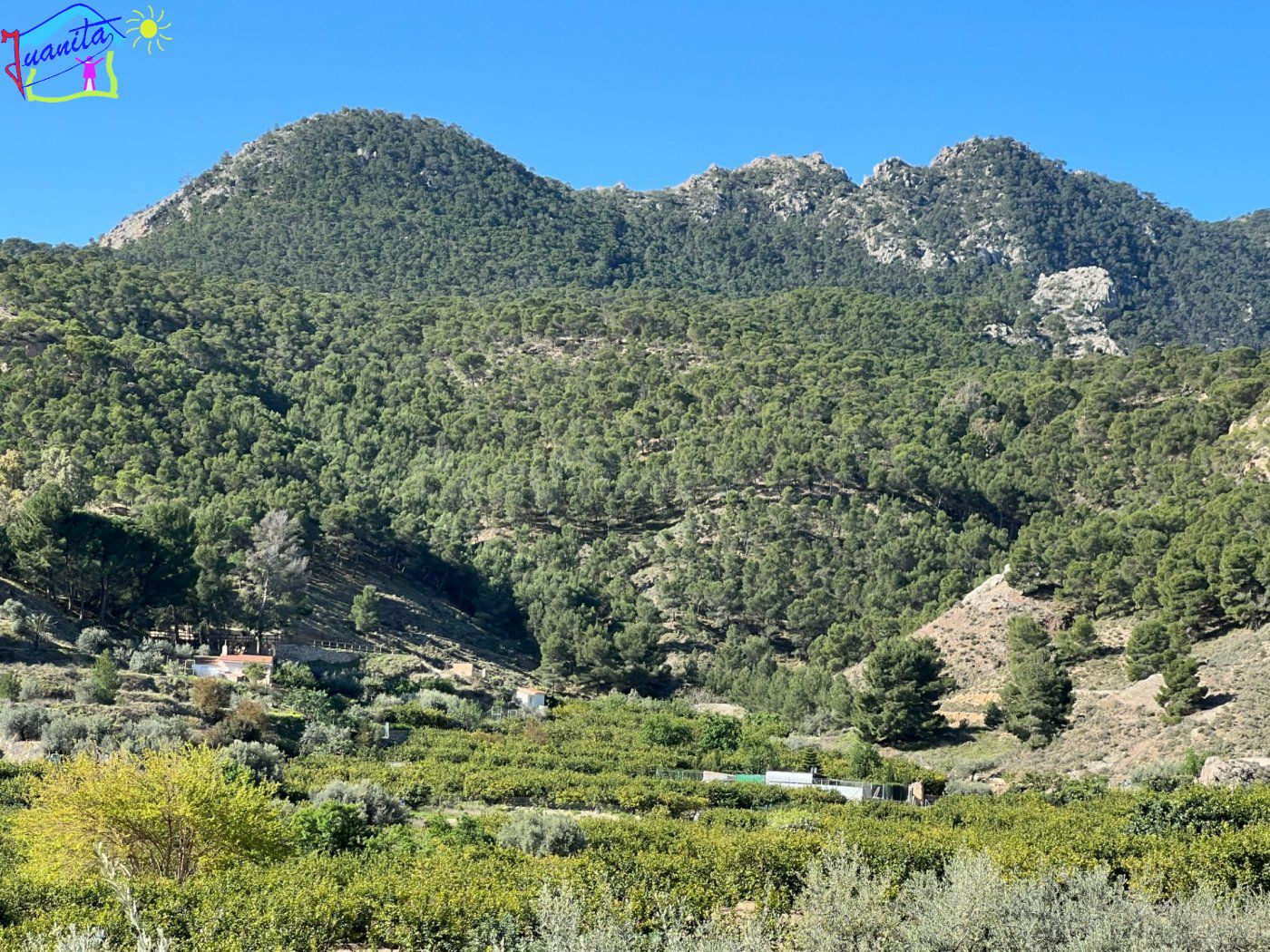 TERRENO CON RIEGO DE GOTEO EN LA SIERRA DE RICOTE - foto 3