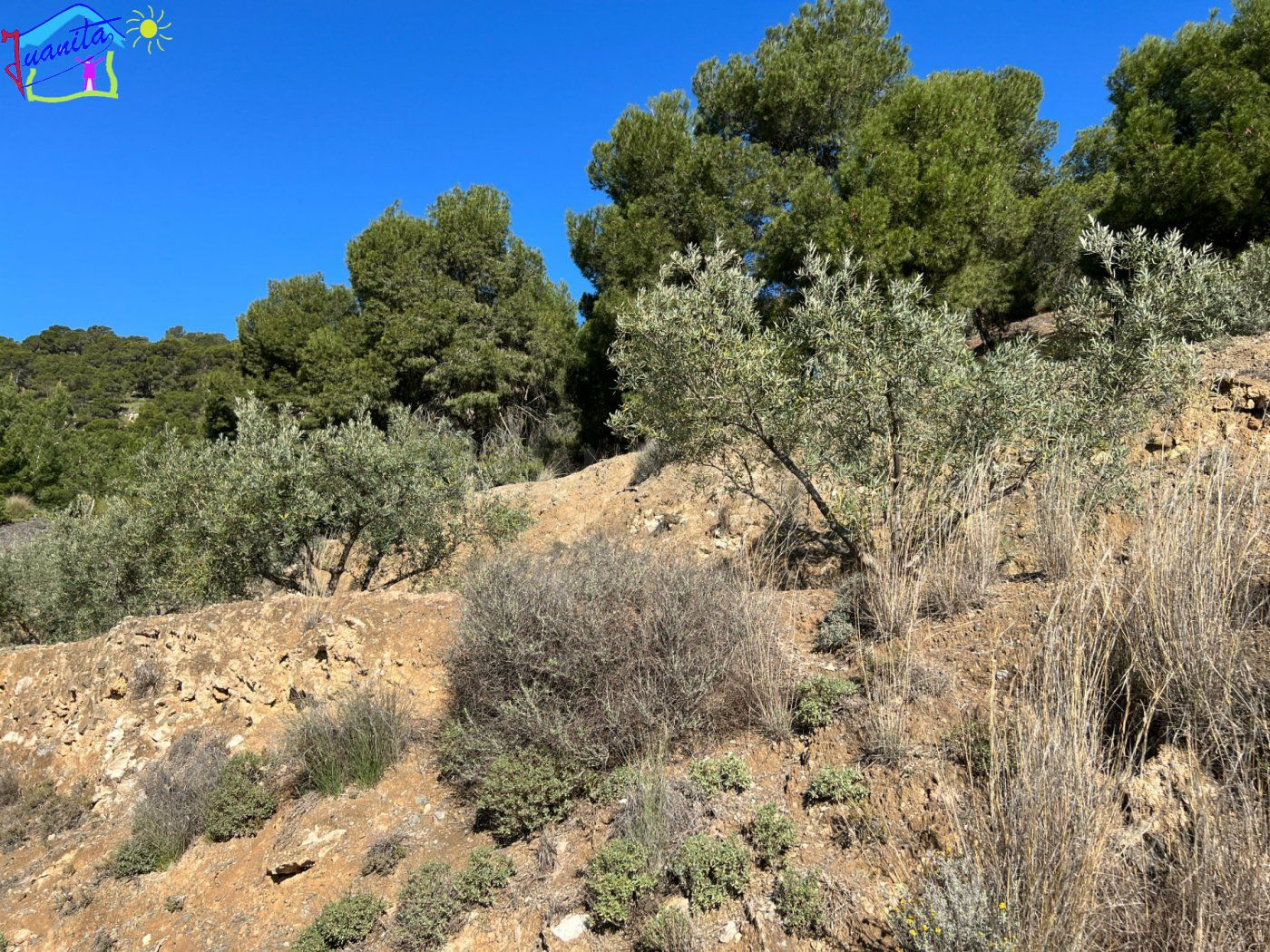 TERRENO CON RIEGO DE GOTEO EN LA SIERRA DE RICOTE - foto 4