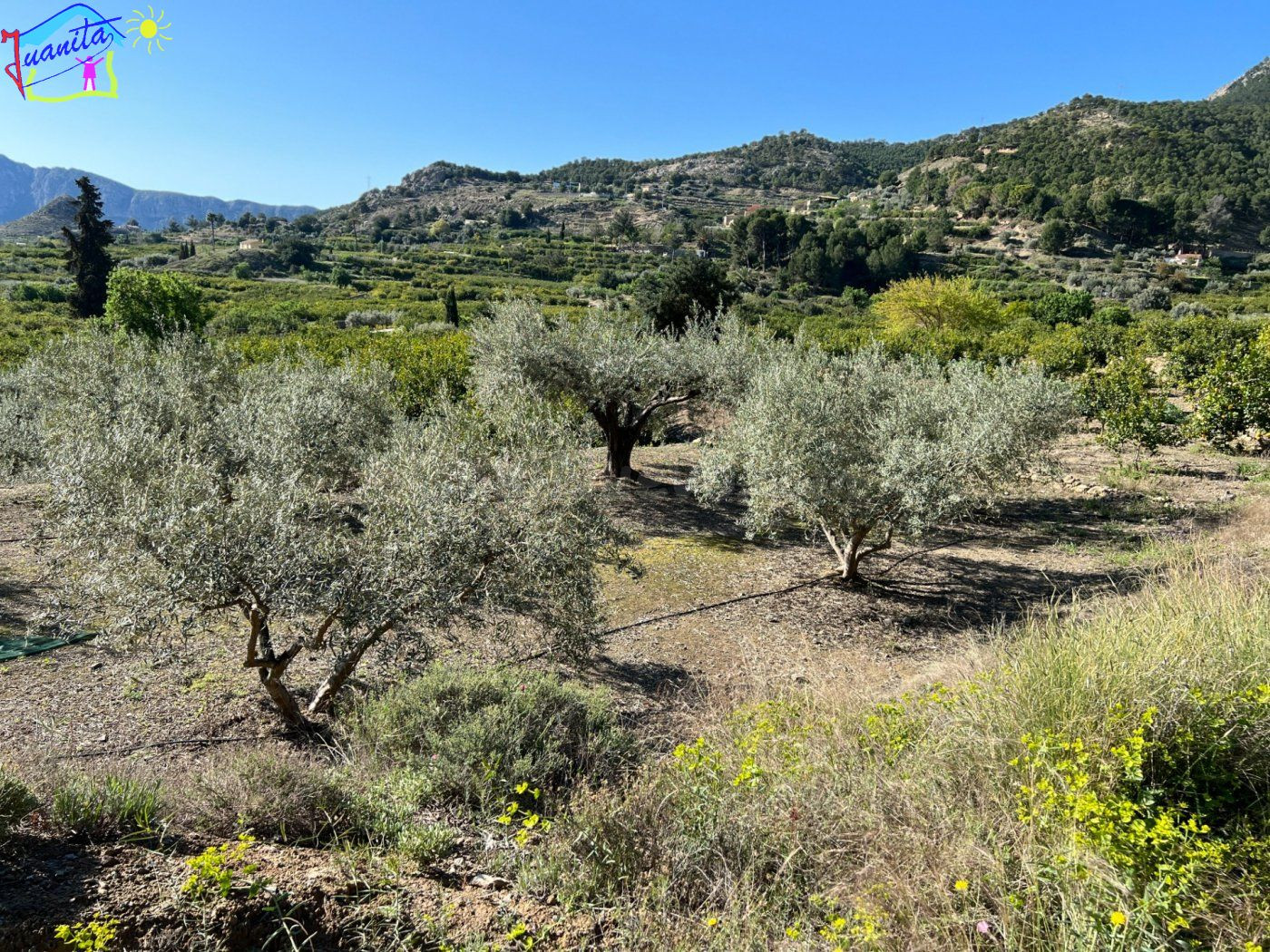 TERRENO CON RIEGO DE GOTEO EN LA SIERRA DE RICOTE - foto 5