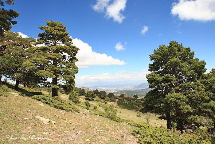 MAGNIFICA FINCA URBANIZABLE EN BIAR DE 41.000 METROS CON INFINITAS POSIBILIDADES