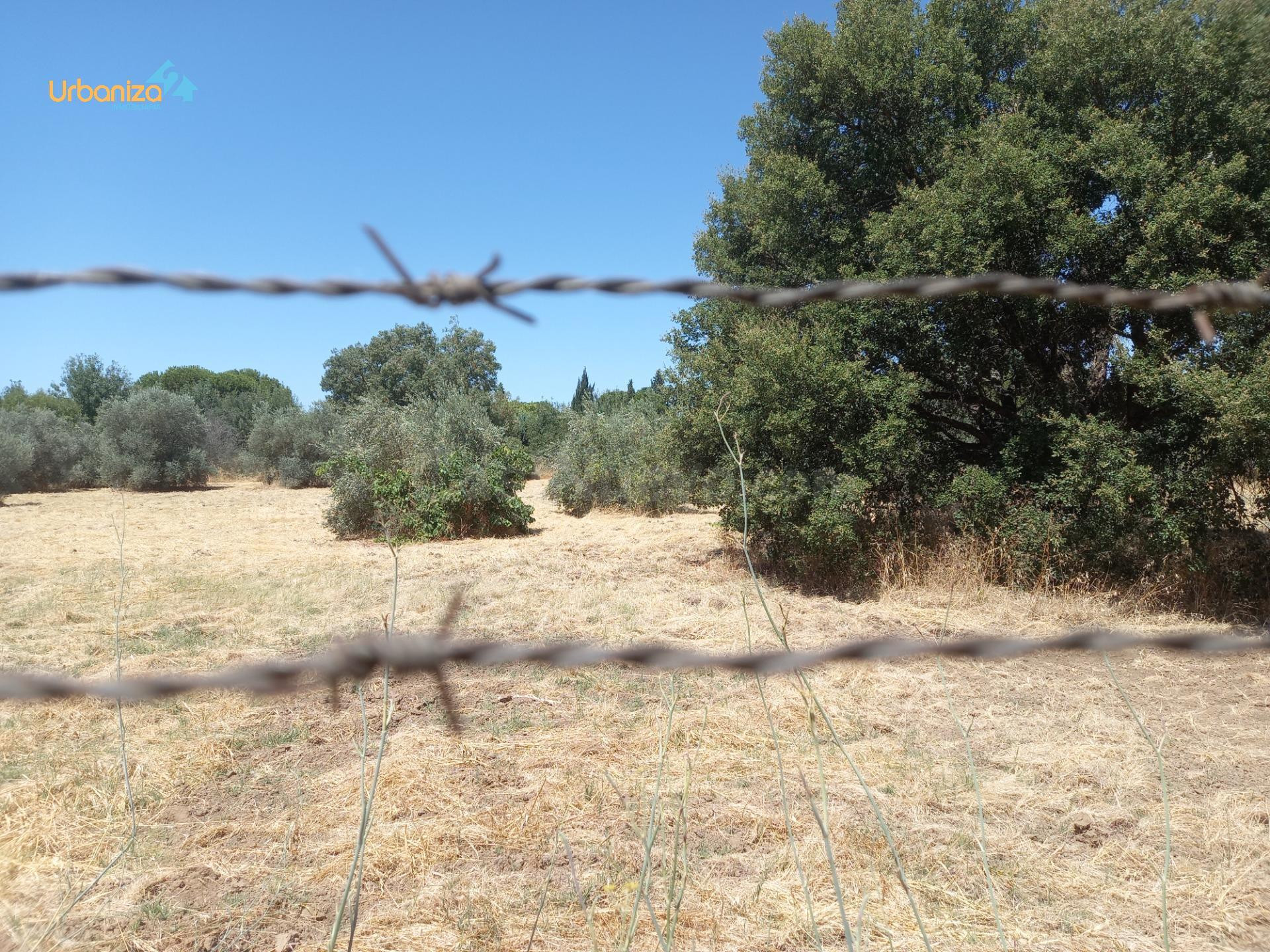 PARCELA DE 5.000m2 EN DEHESILLA DE CALAMON - foto 2