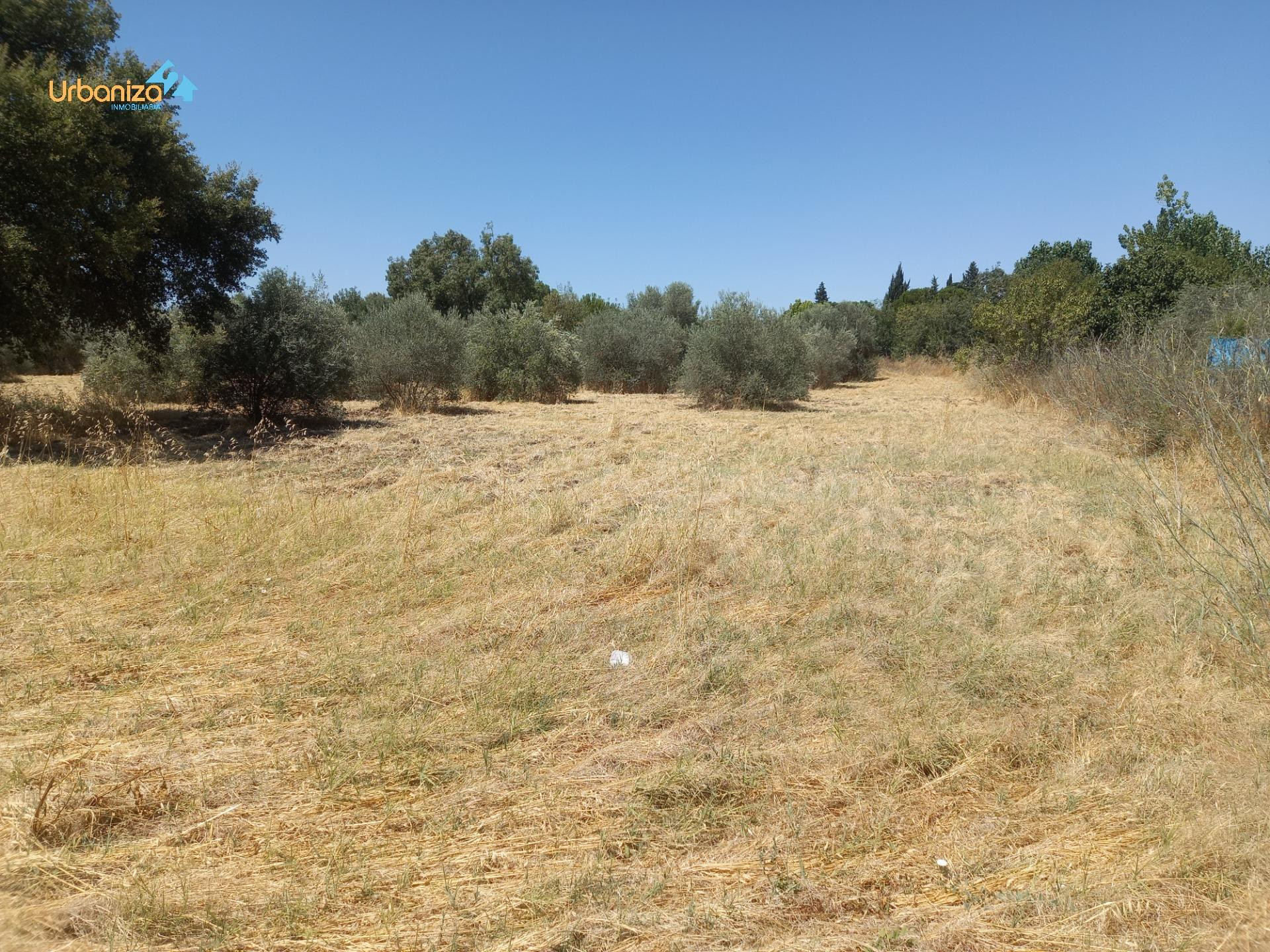 PARCELA DE 5.000m2 EN DEHESILLA DE CALAMON - foto 3