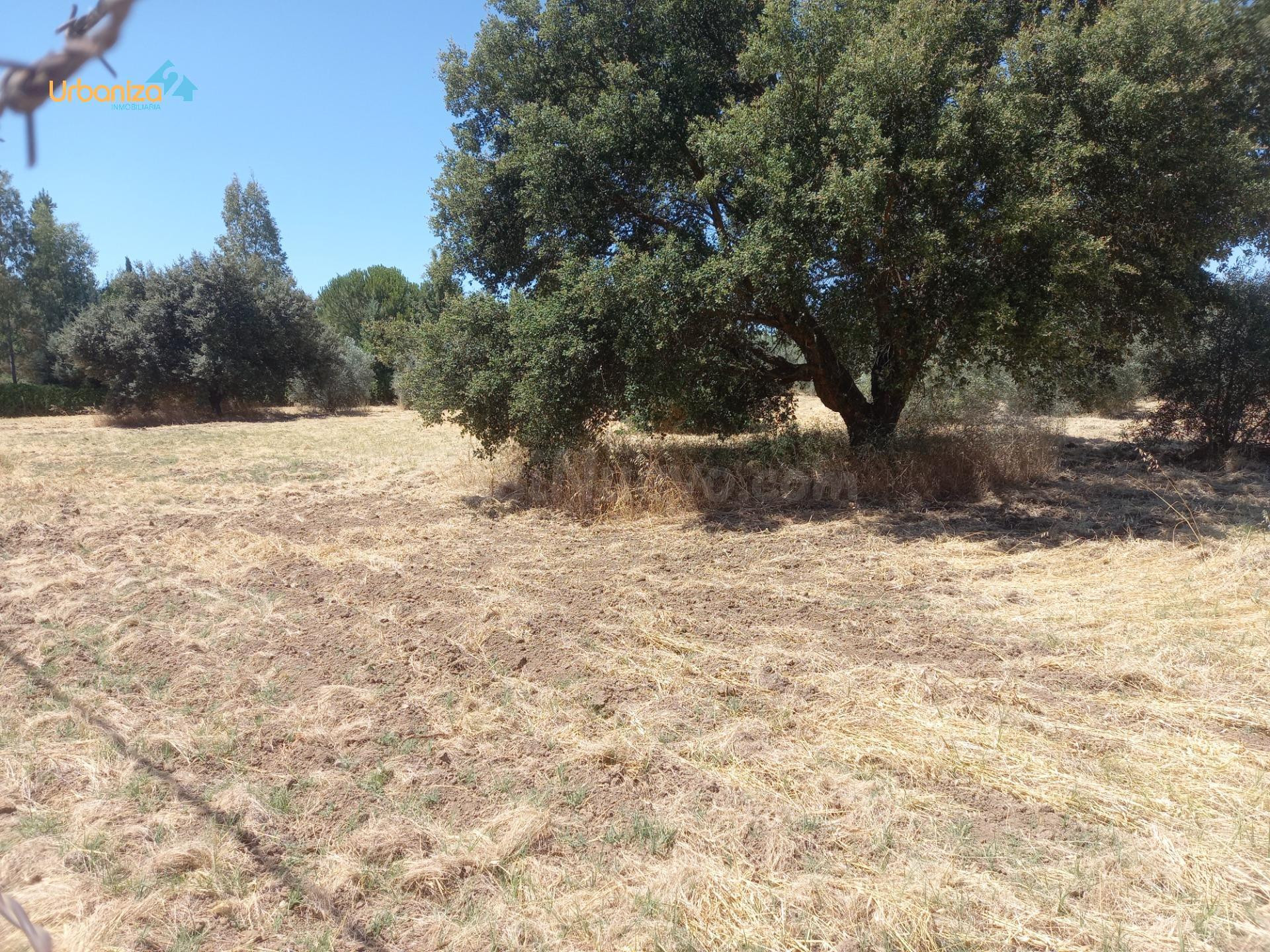 PARCELA DE 5.000m2 EN DEHESILLA DE CALAMON - foto 5