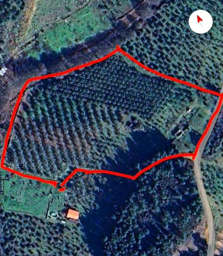 FINCA RÚSTICA PRODUCTIVA CON OLIVOS PICUALES EN GATA