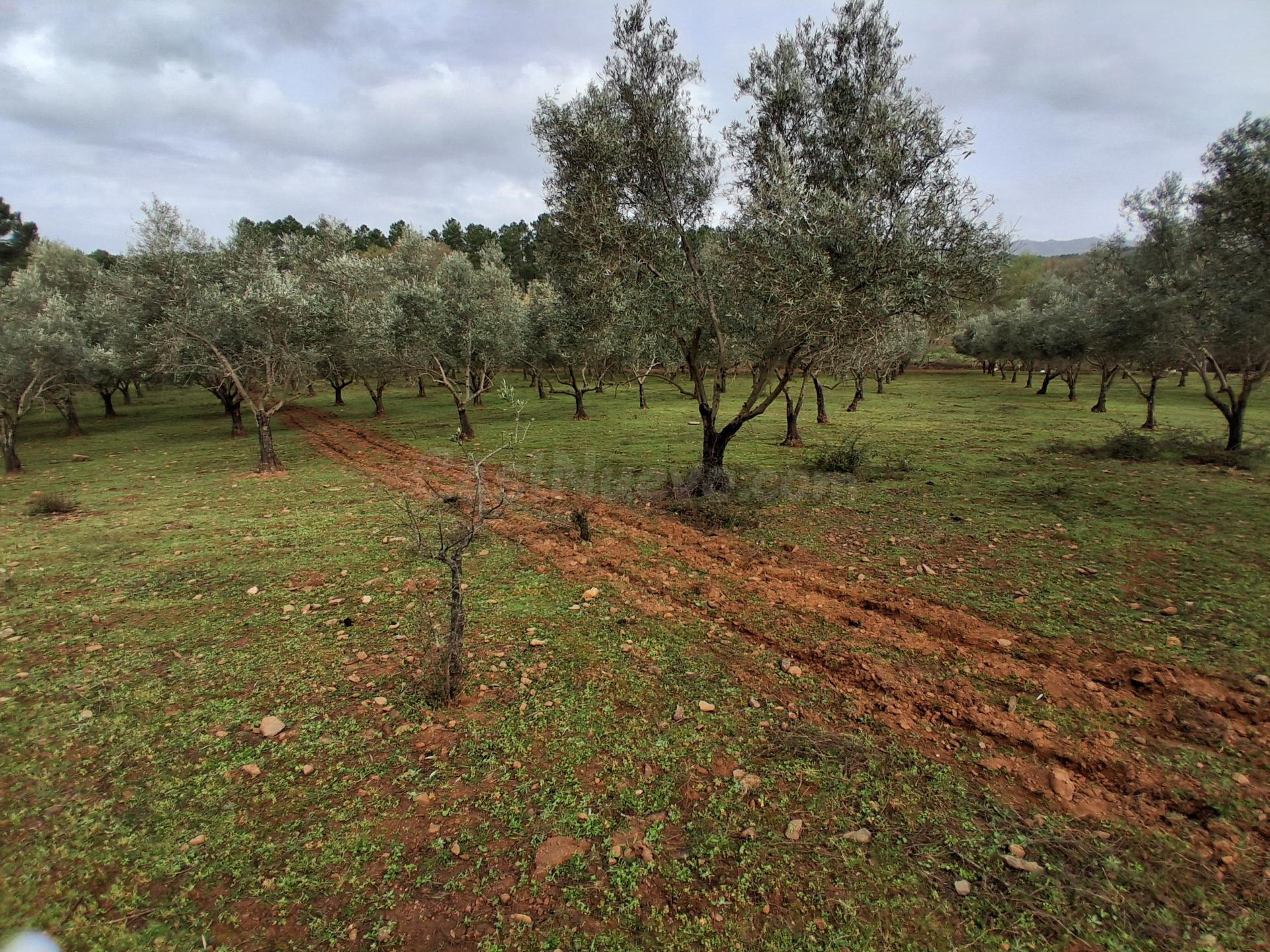 FINCA RÚSTICA PRODUCTIVA CON OLIVOS PICUALES EN GATA - foto 2