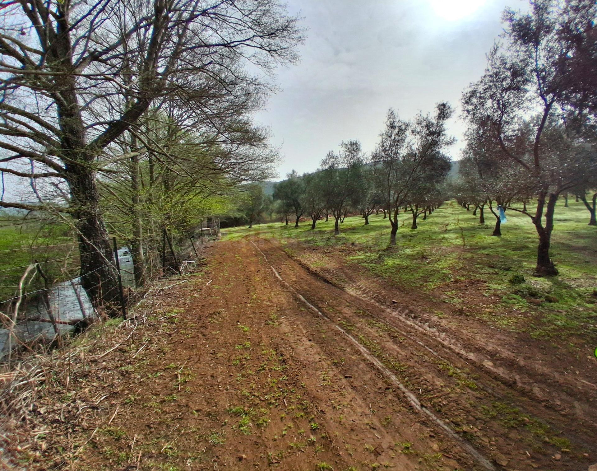 FINCA RÚSTICA PRODUCTIVA CON OLIVOS PICUALES EN GATA - foto 3