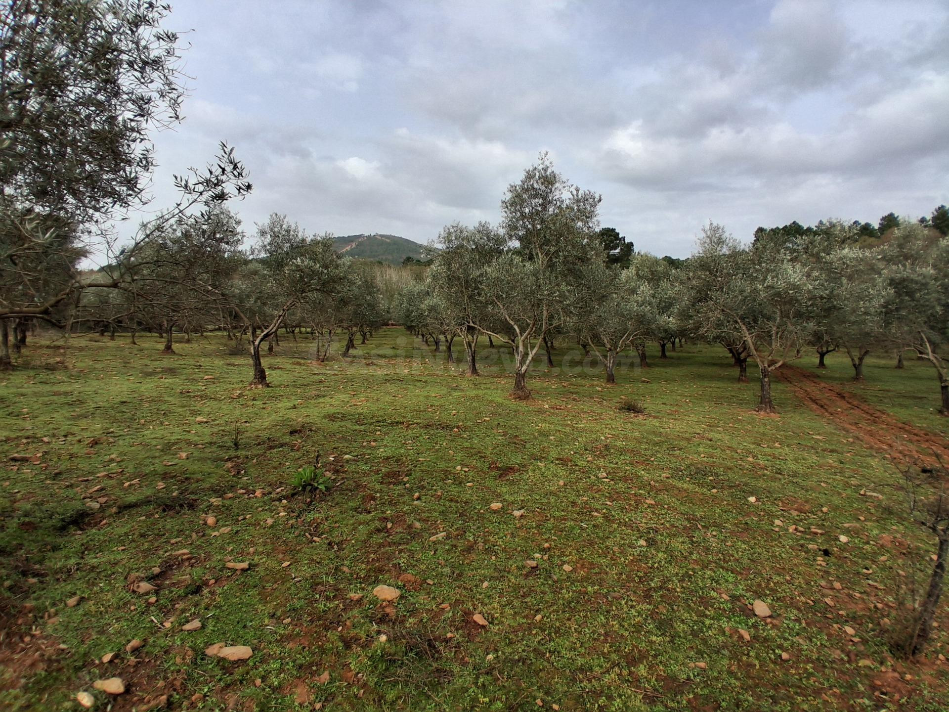FINCA RÚSTICA PRODUCTIVA CON OLIVOS PICUALES EN GATA - foto 4