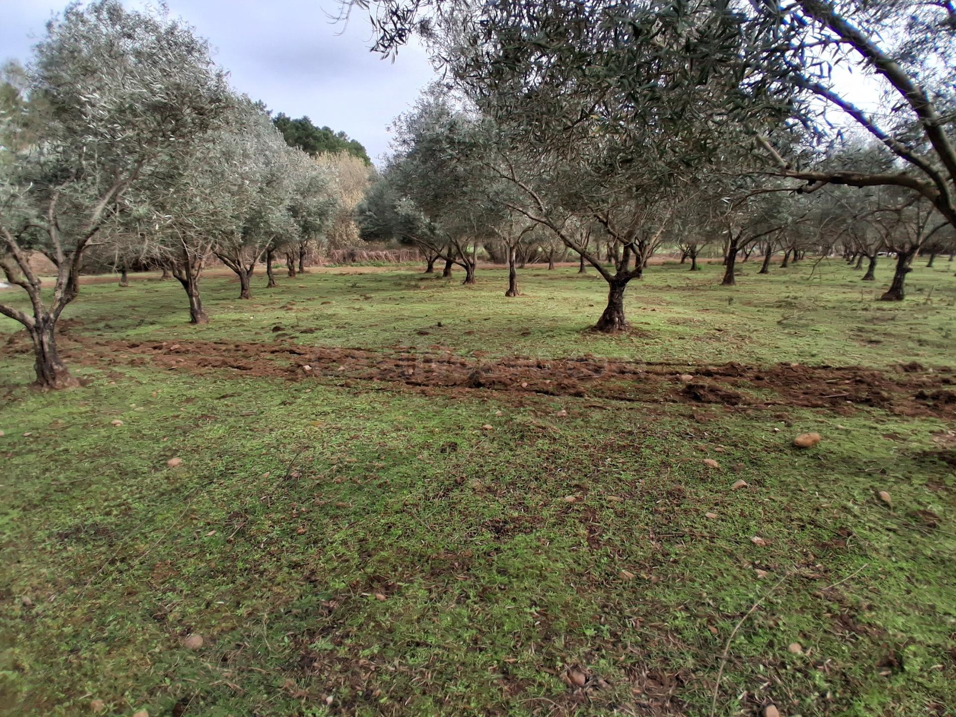 FINCA RÚSTICA PRODUCTIVA CON OLIVOS PICUALES EN GATA - foto 5