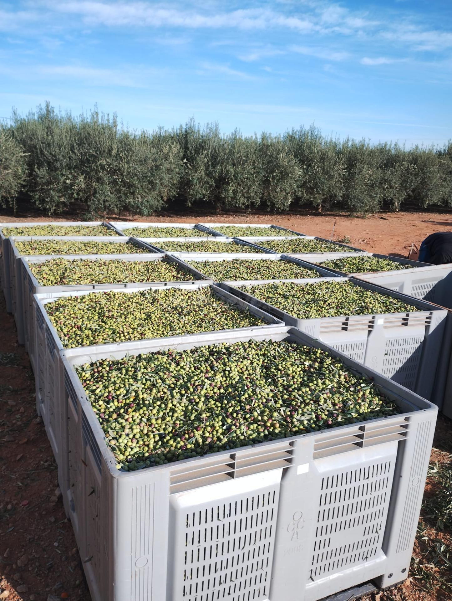 Finca rústica de 12.200 m2 con almacén, pozo propio y olivar