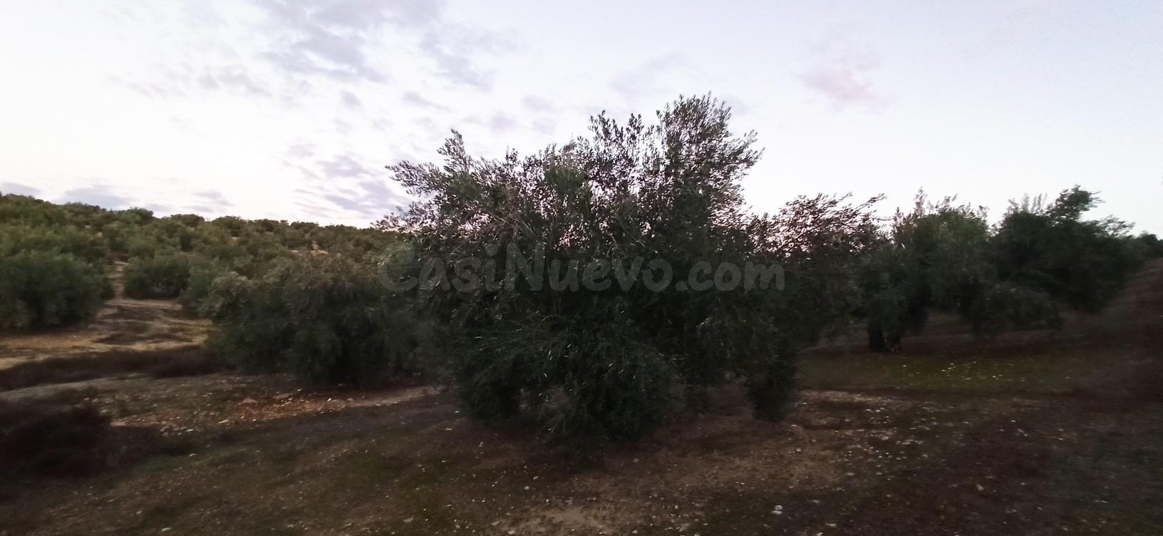 Terreno en Villatorres, al sitio de Pozo de la Teja - foto 2