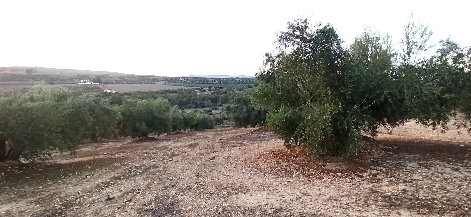 Terreno en Villatorres, al sitio Pozo de la Teja, Polígono 5