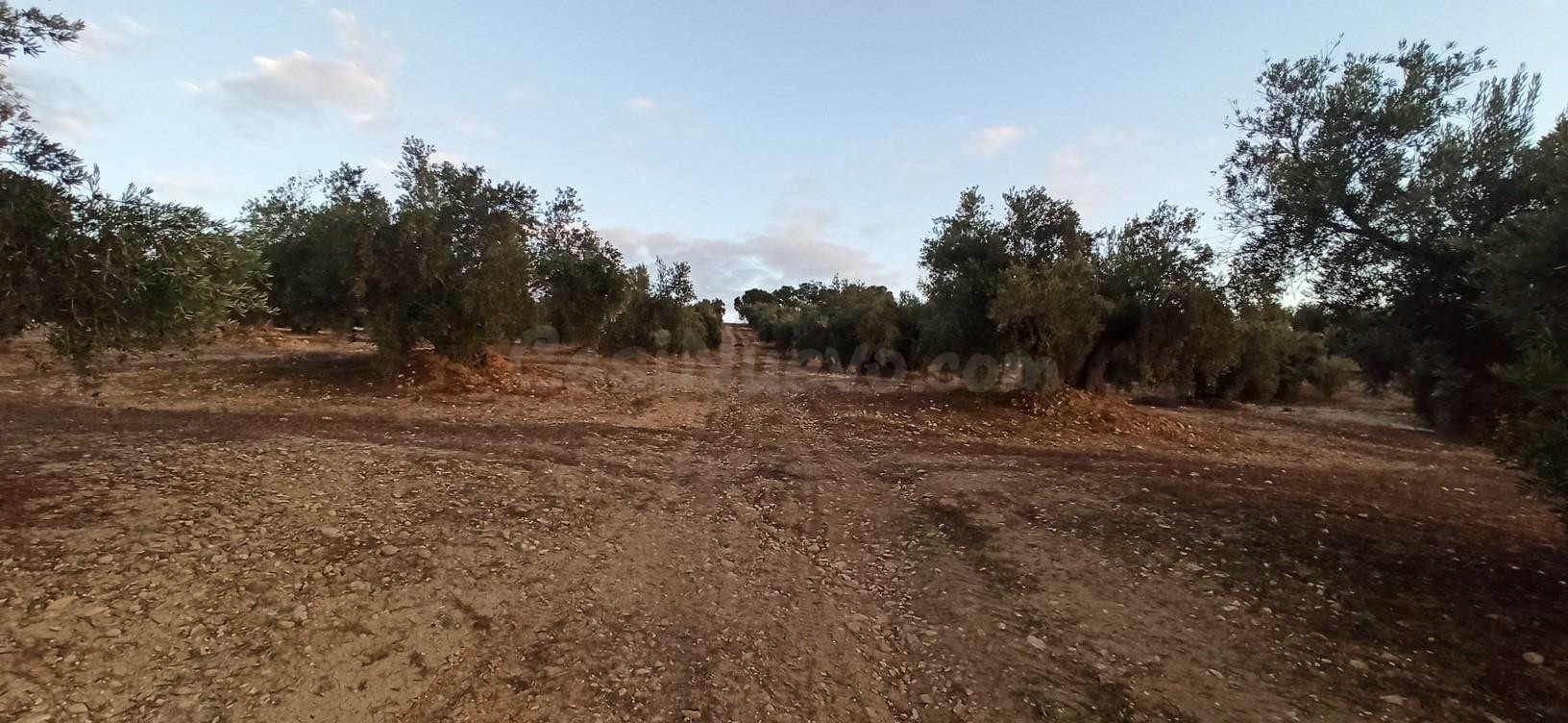 Terreno en Villatorres, al sitio Pozo de la Teja, Polígono 5 - foto 2