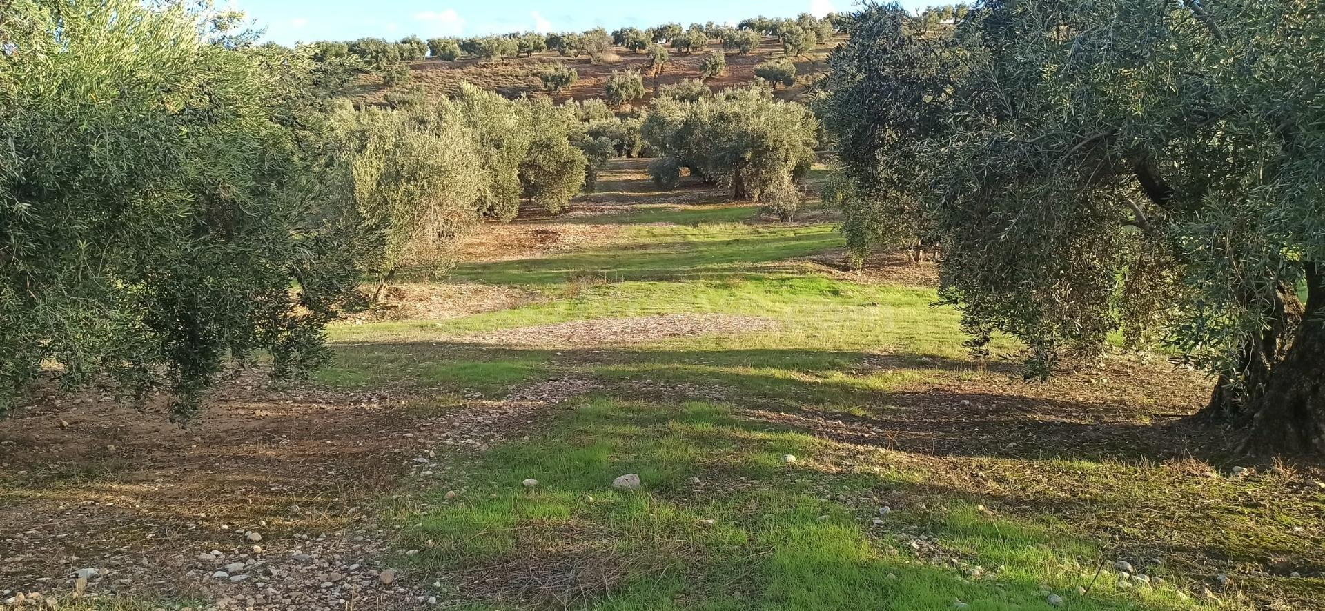 Terreno al sitio de Chorreadero, Polígono 34, Villatorres, J - foto 3