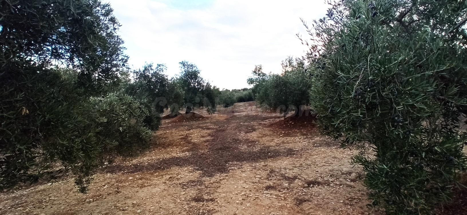 Terreno en Villatorres al sitio Piedra del Altar, Polígono 3